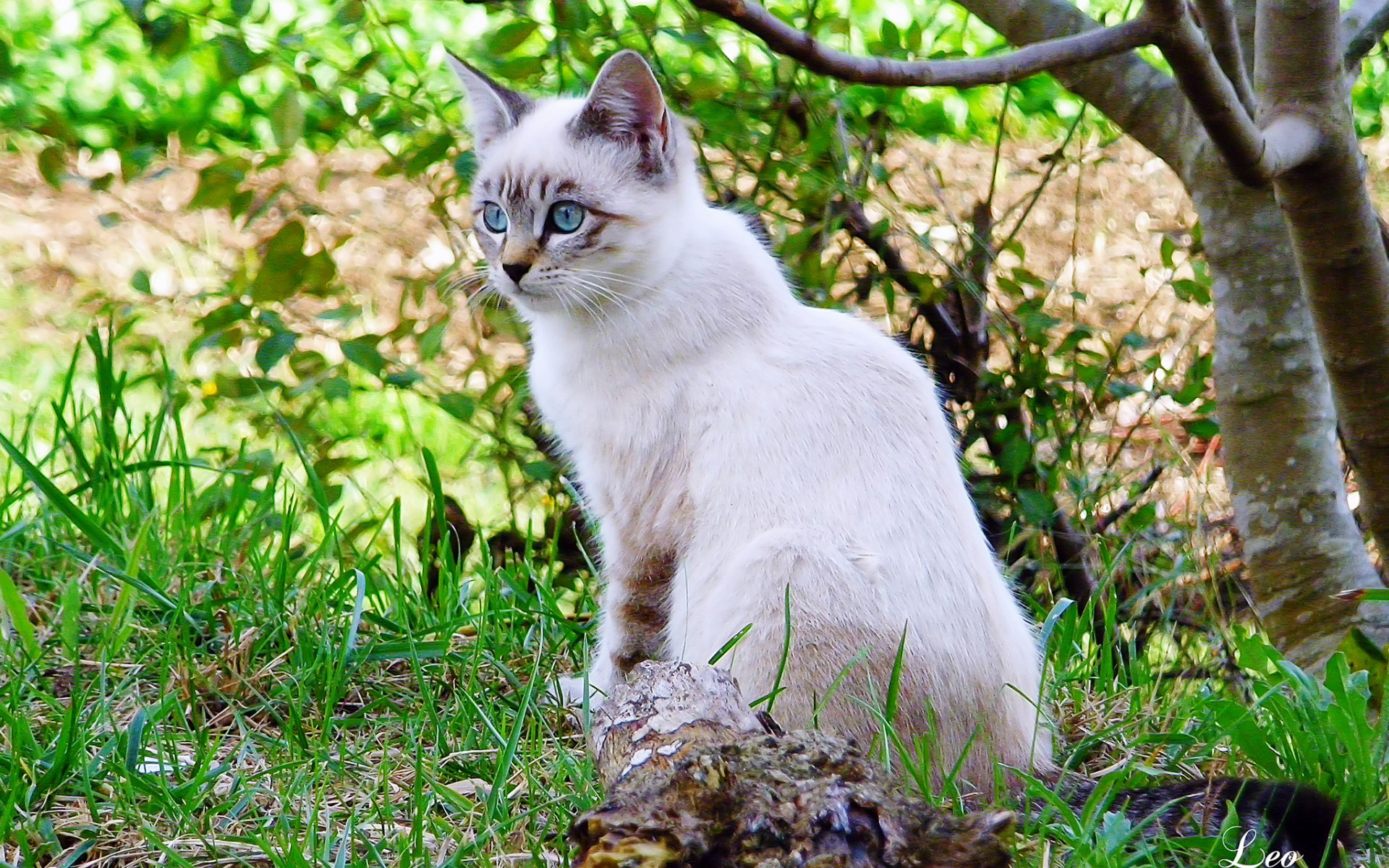 Téléchargez gratuitement l'image Animaux, Chat sur le bureau de votre PC