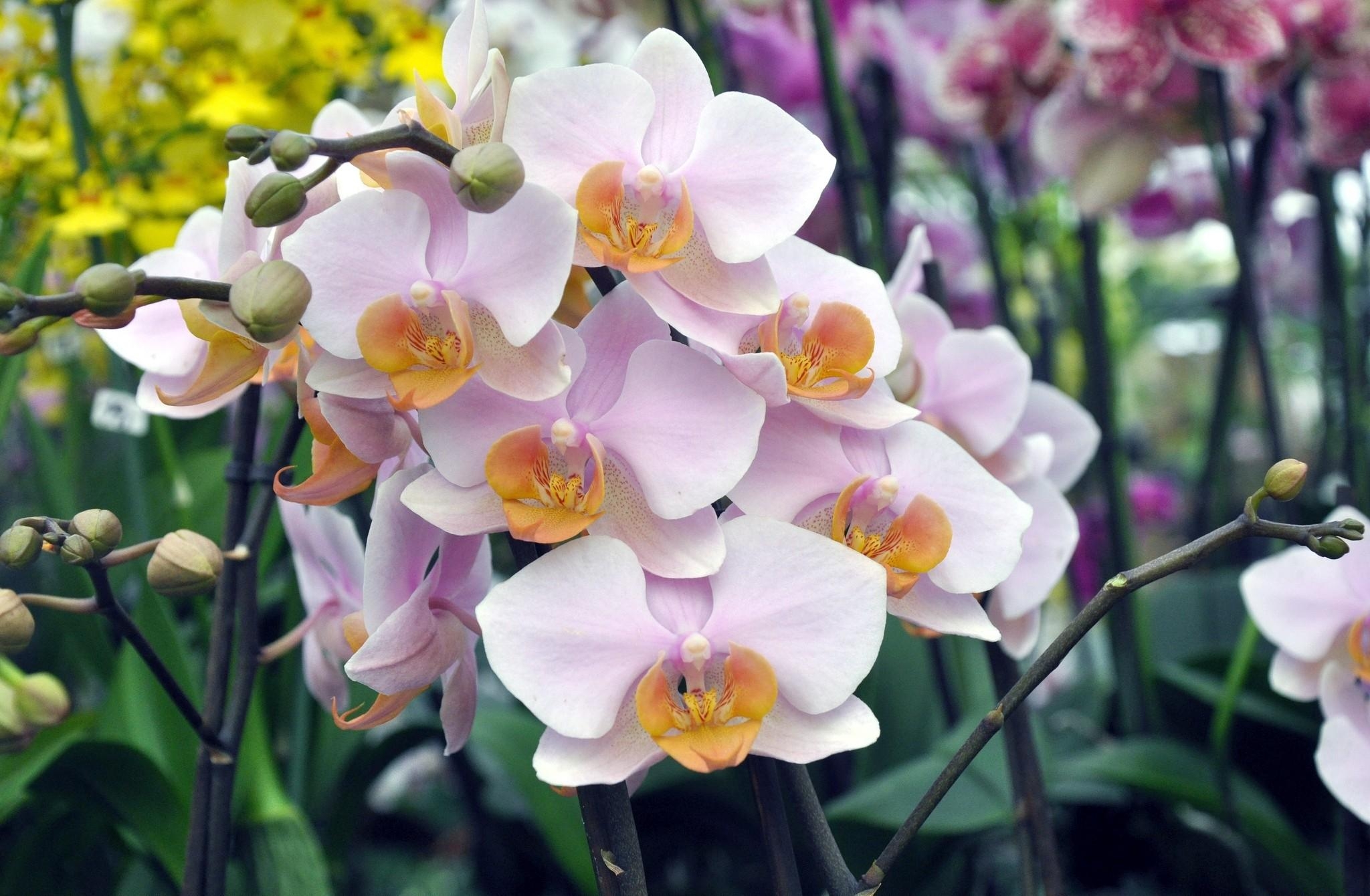 55936 descargar imagen orquídea, flores, rama, exótico, exóticos: fondos de pantalla y protectores de pantalla gratis