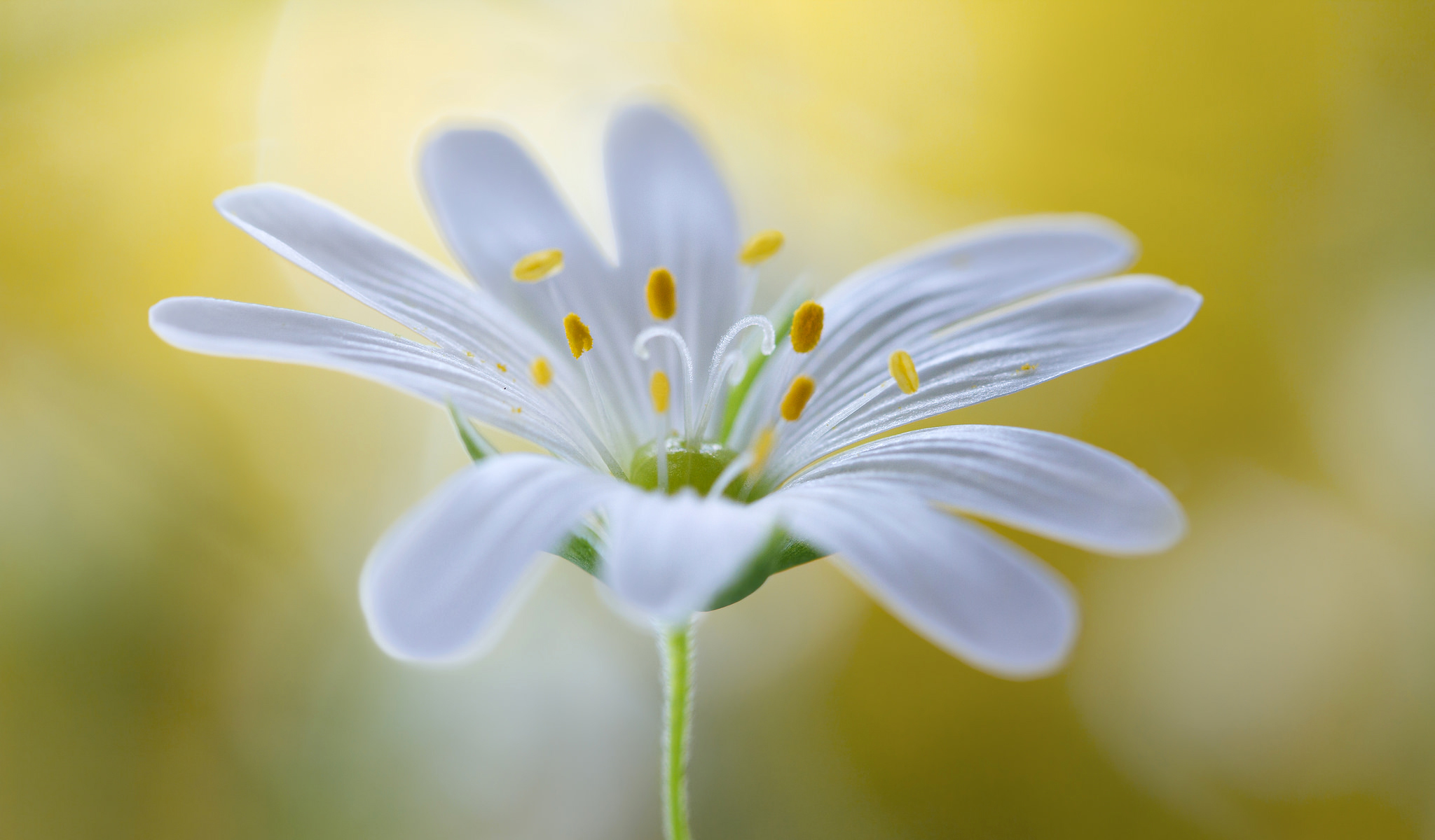 Laden Sie das Blumen, Blume, Makro, Weiße Blume, Erde/natur-Bild kostenlos auf Ihren PC-Desktop herunter