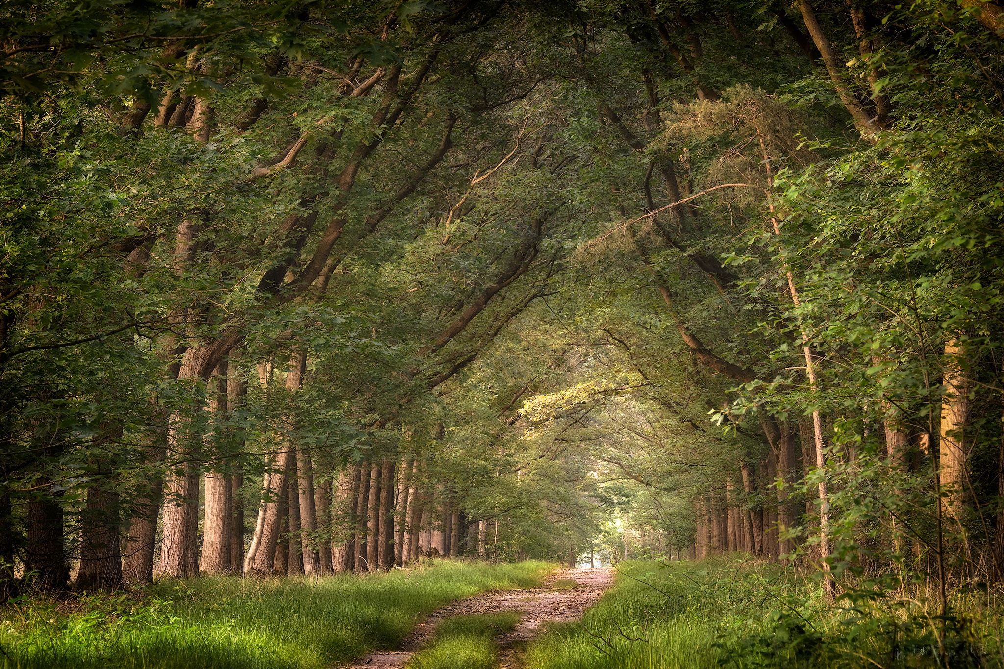 Téléchargez des papiers peints mobile Été, Forêt, Chemin, Terre/nature gratuitement.