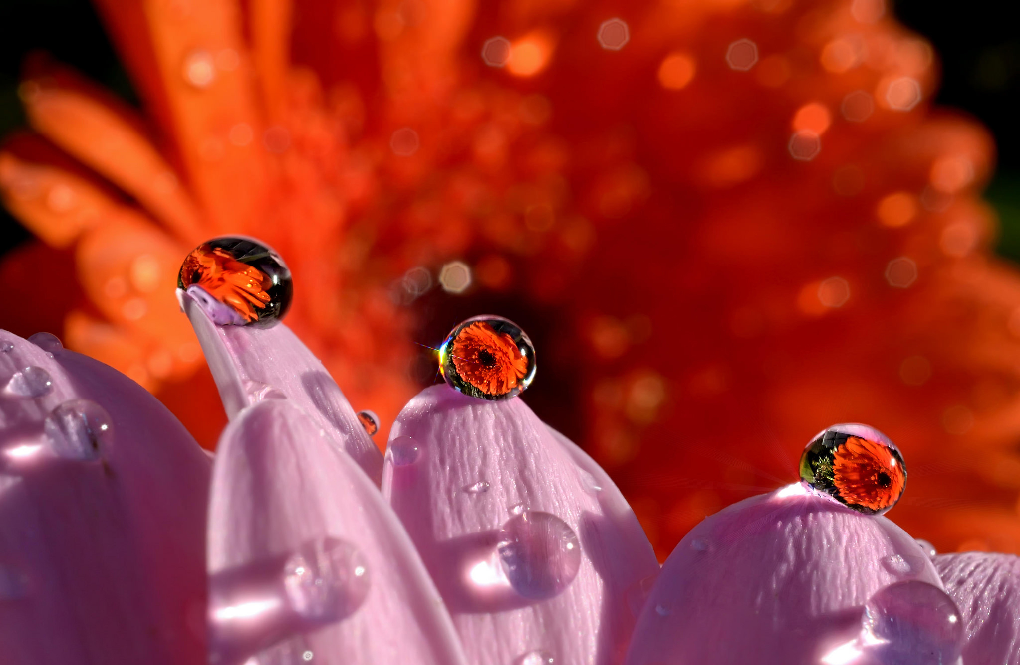 Descarga gratuita de fondo de pantalla para móvil de Naturaleza, Flor, Flor Rosa, Tierra/naturaleza, Gota De Agua, Macrofotografía, Reflejo, Flor Naranja.