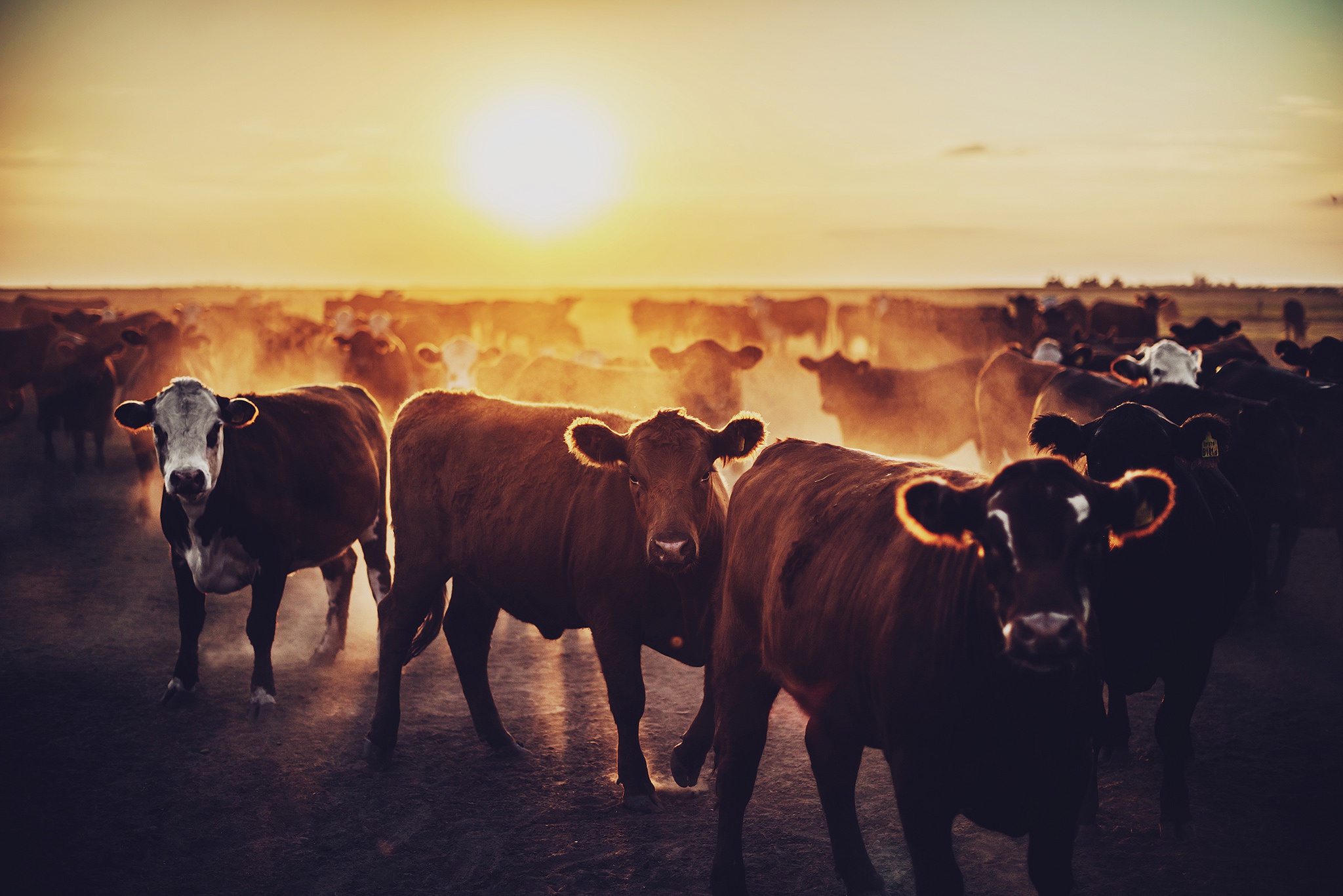 Free download wallpaper Sunset, Animal, Cow on your PC desktop
