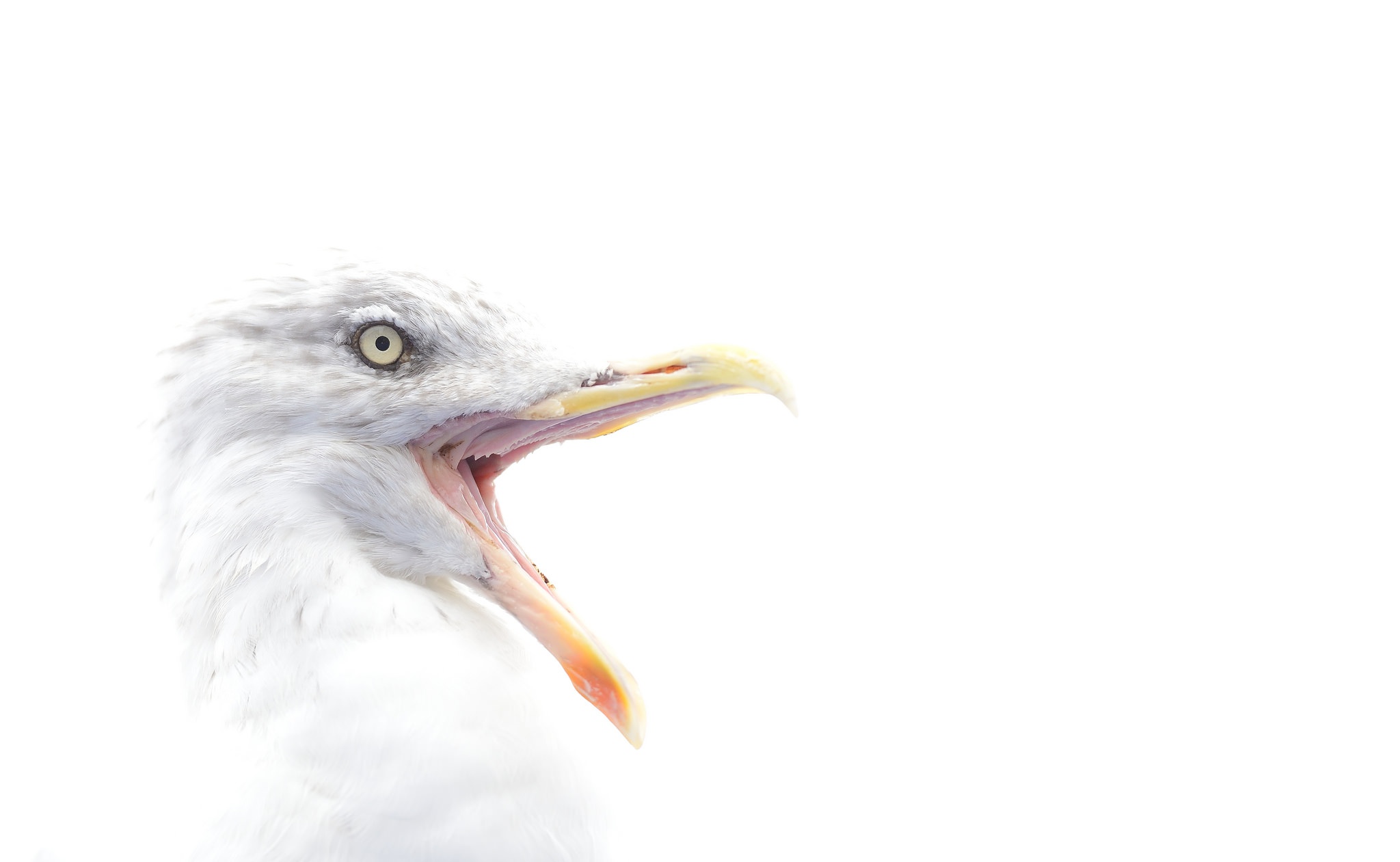 Download mobile wallpaper Birds, Bird, Beak, Animal, Seagull for free.
