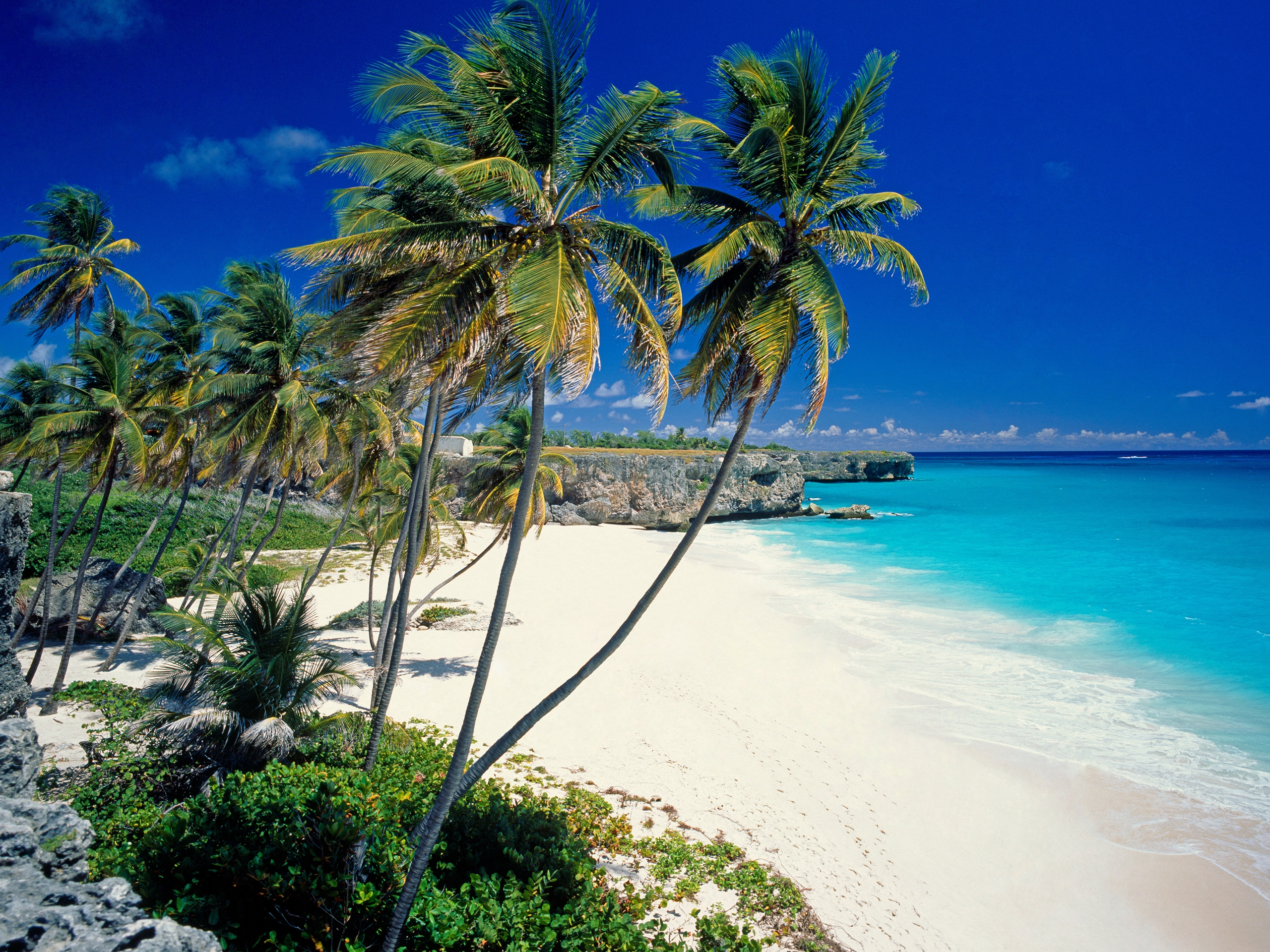 Windows Backgrounds nature, sea, beach, sand, palms, tropics, handsomely, it's beautiful
