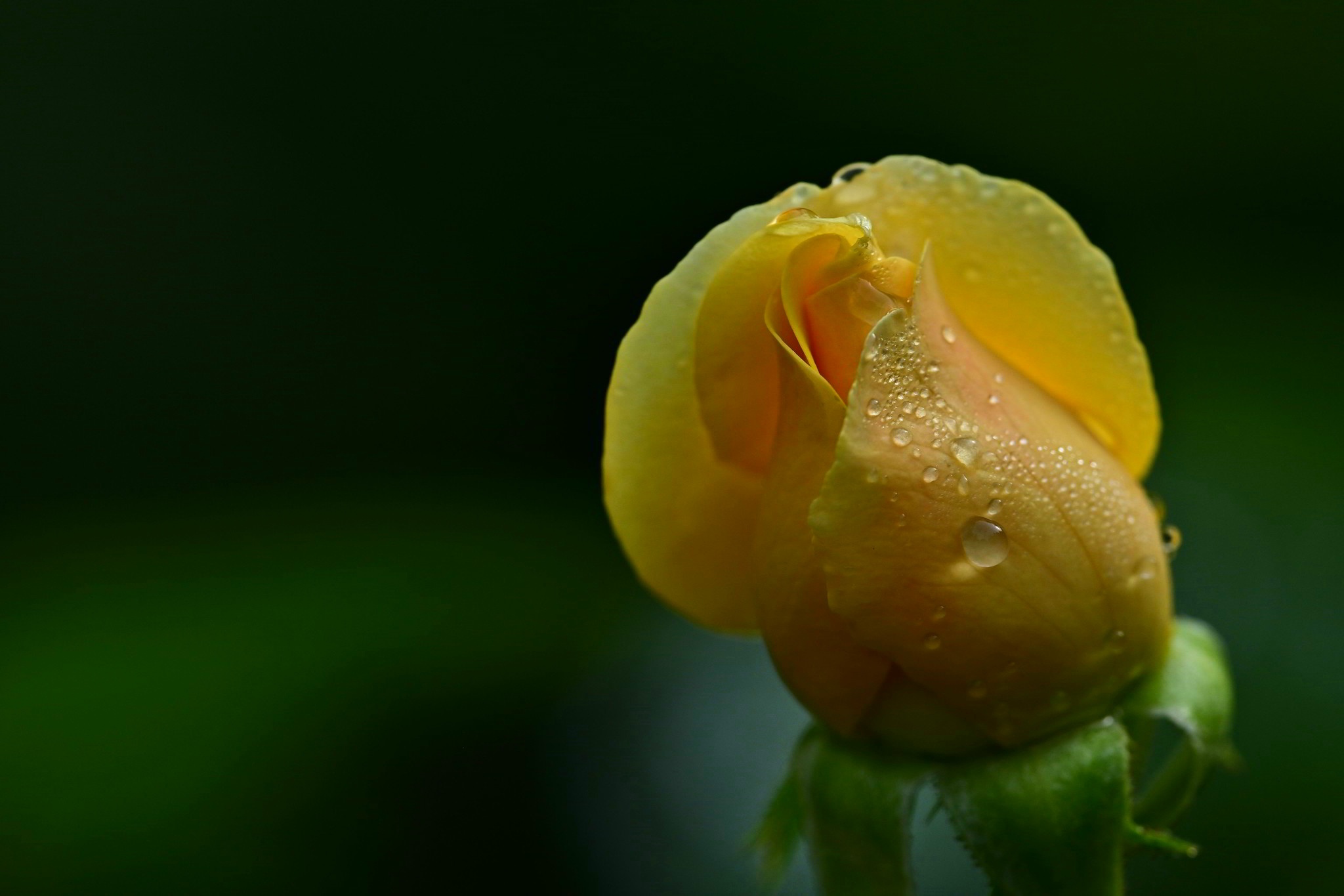 Handy-Wallpaper Blumen, Rose, Erde/natur kostenlos herunterladen.