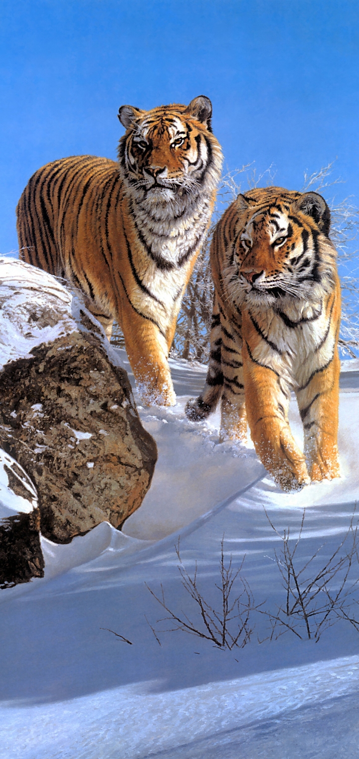 Download mobile wallpaper Winter, Cats, Snow, Tiger, Animal for free.