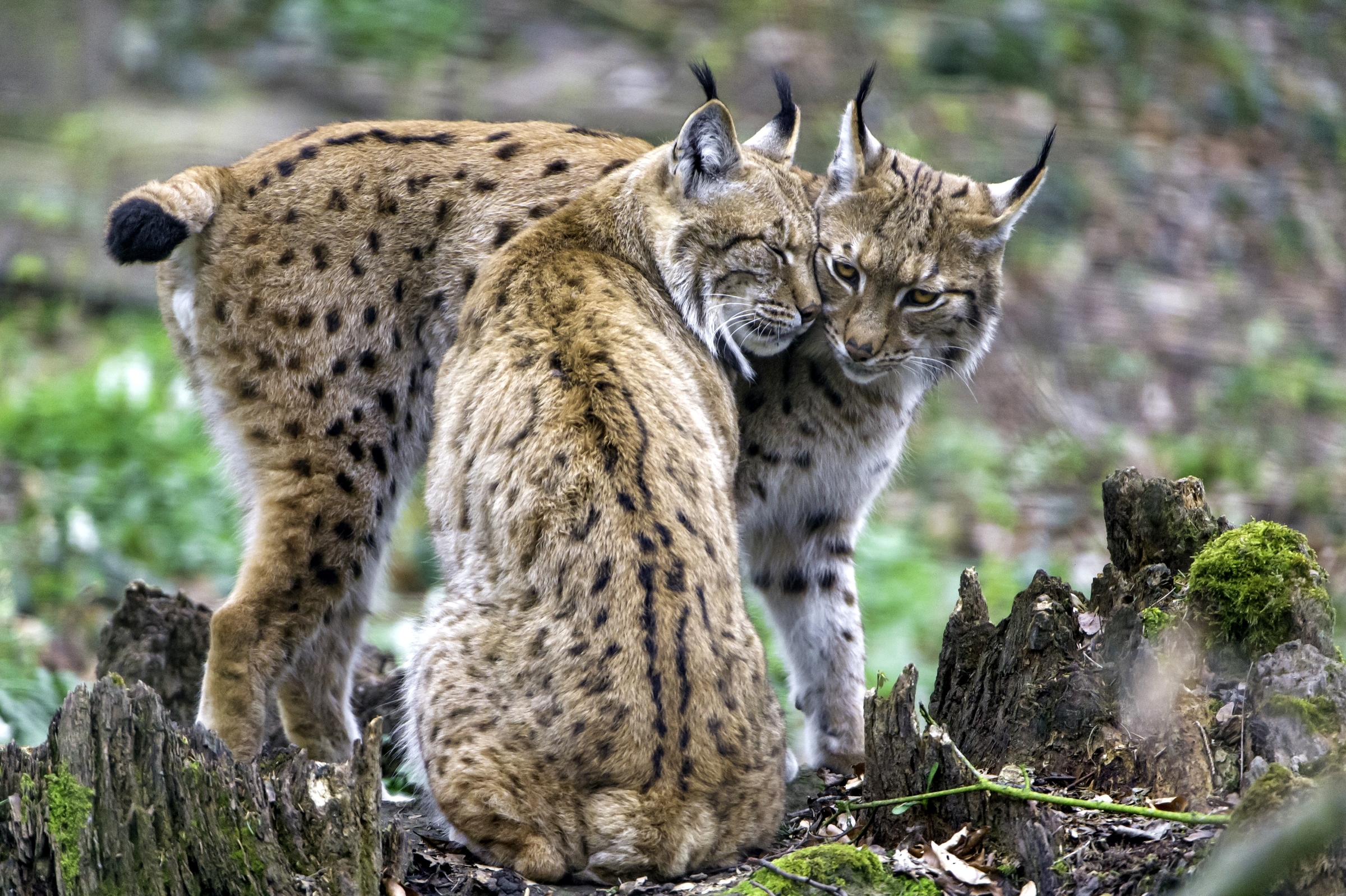 Free download wallpaper Cats, Love, Animal, Lynx on your PC desktop