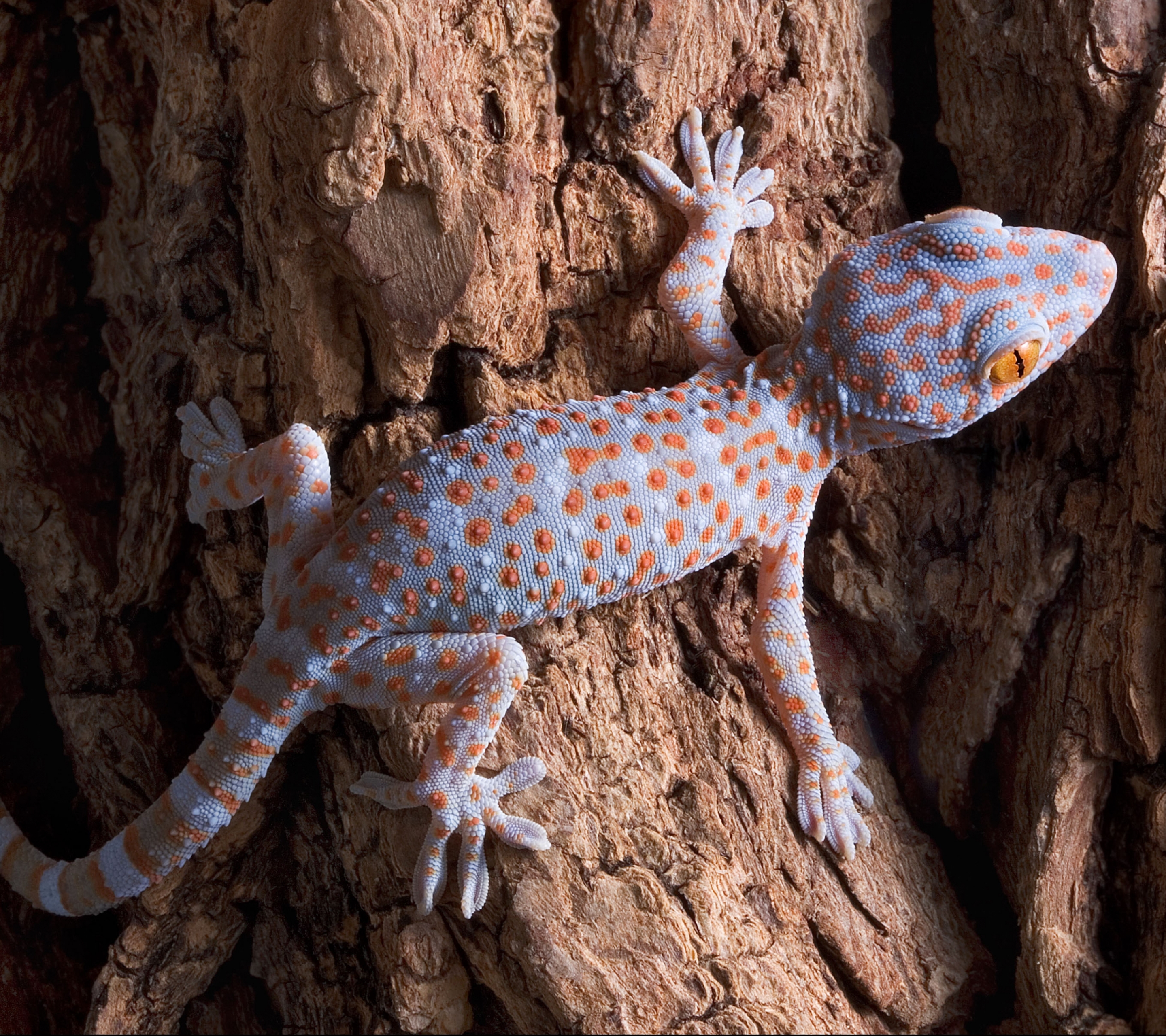 Descarga gratuita de fondo de pantalla para móvil de Animales, Reptiles, Tokay Gecko.