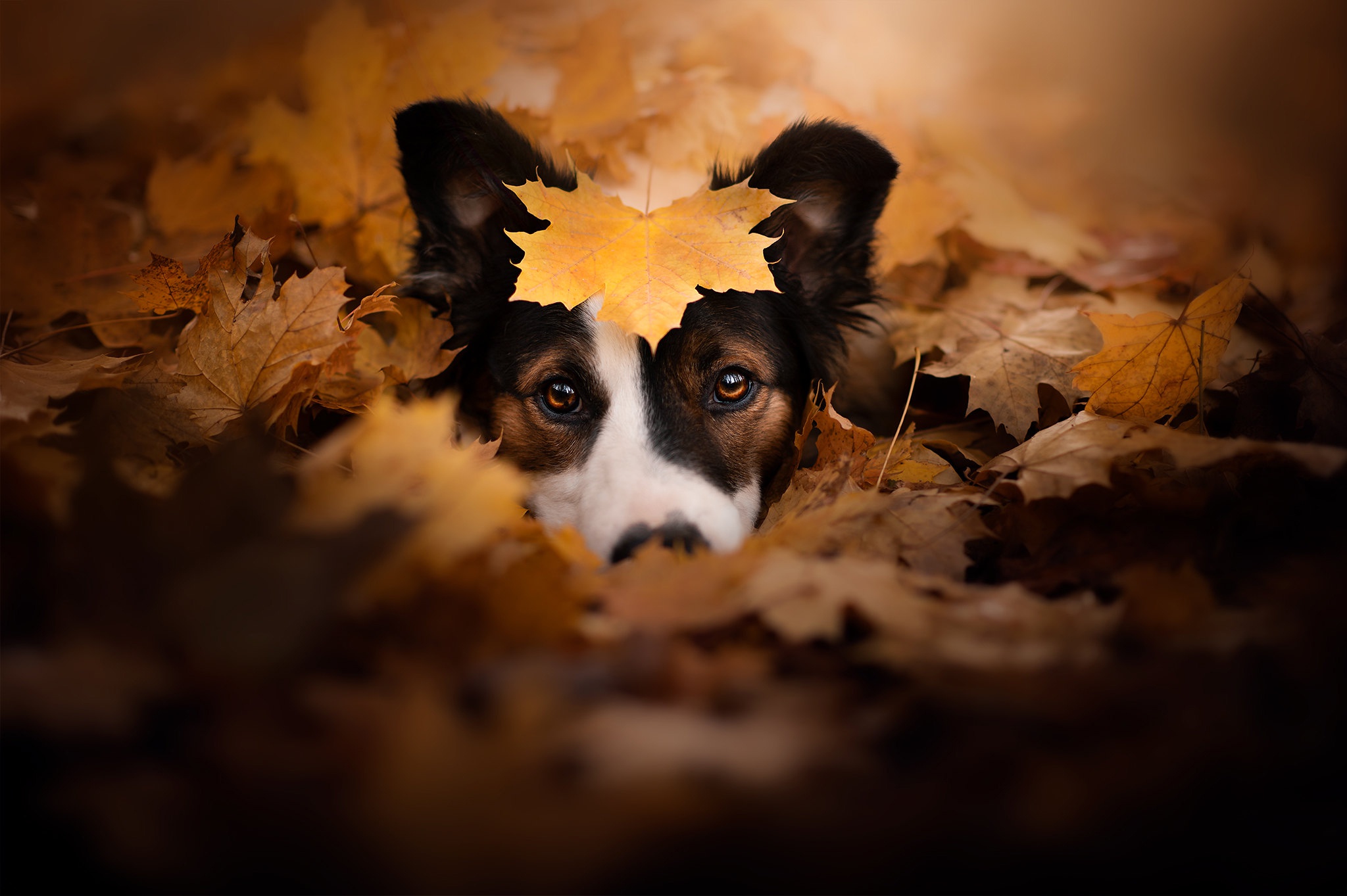 Download mobile wallpaper Dogs, Dog, Leaf, Animal for free.