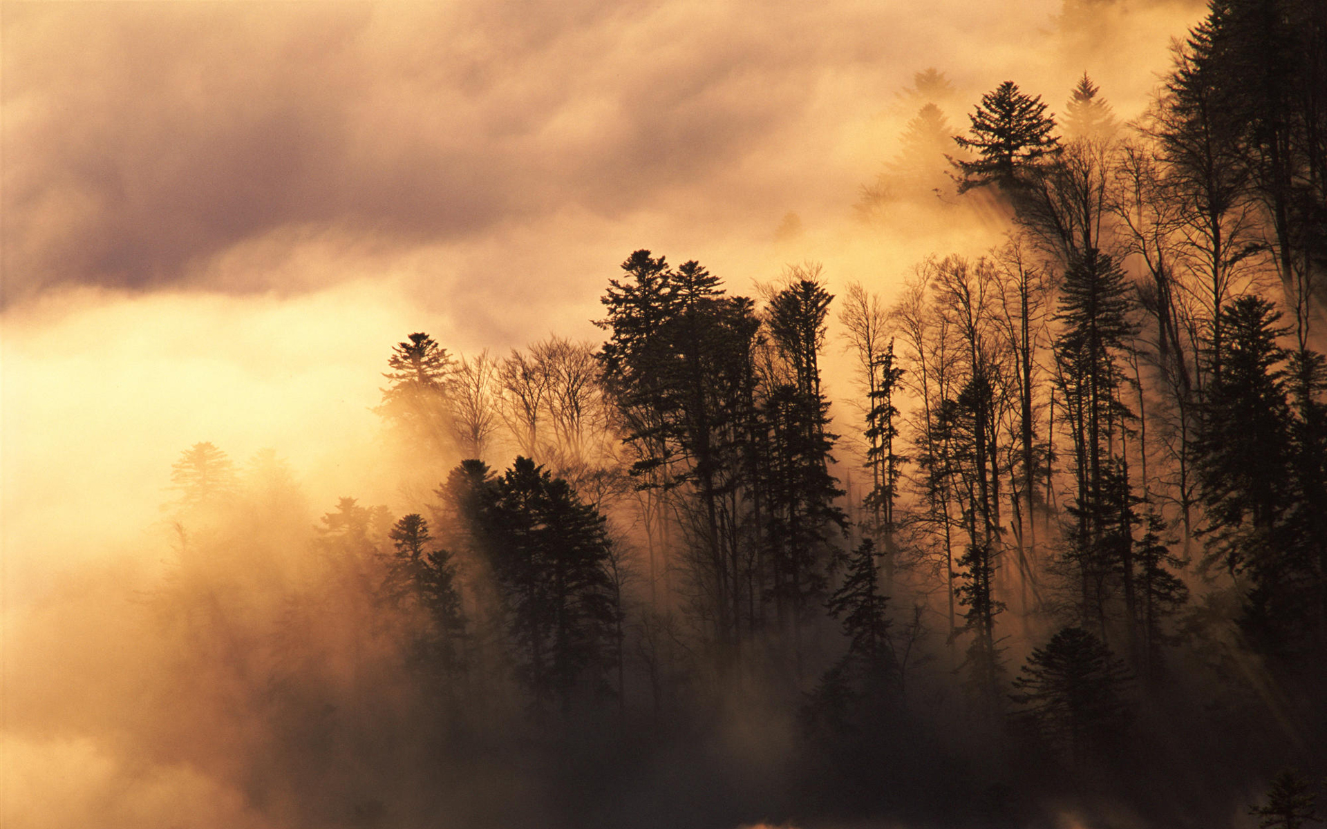 Descarga gratuita de fondo de pantalla para móvil de Niebla, Tierra/naturaleza.