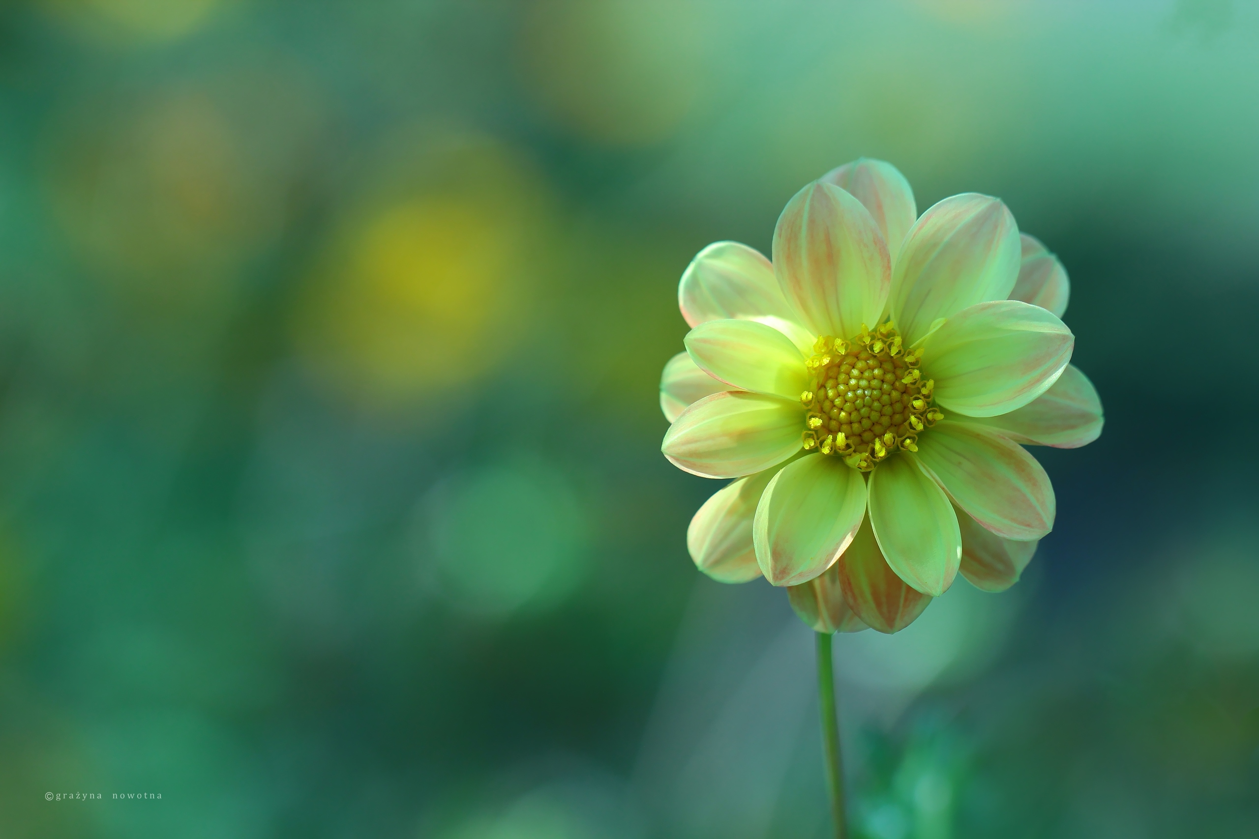 Free download wallpaper Flowers, Flower, Earth, Dahlia on your PC desktop