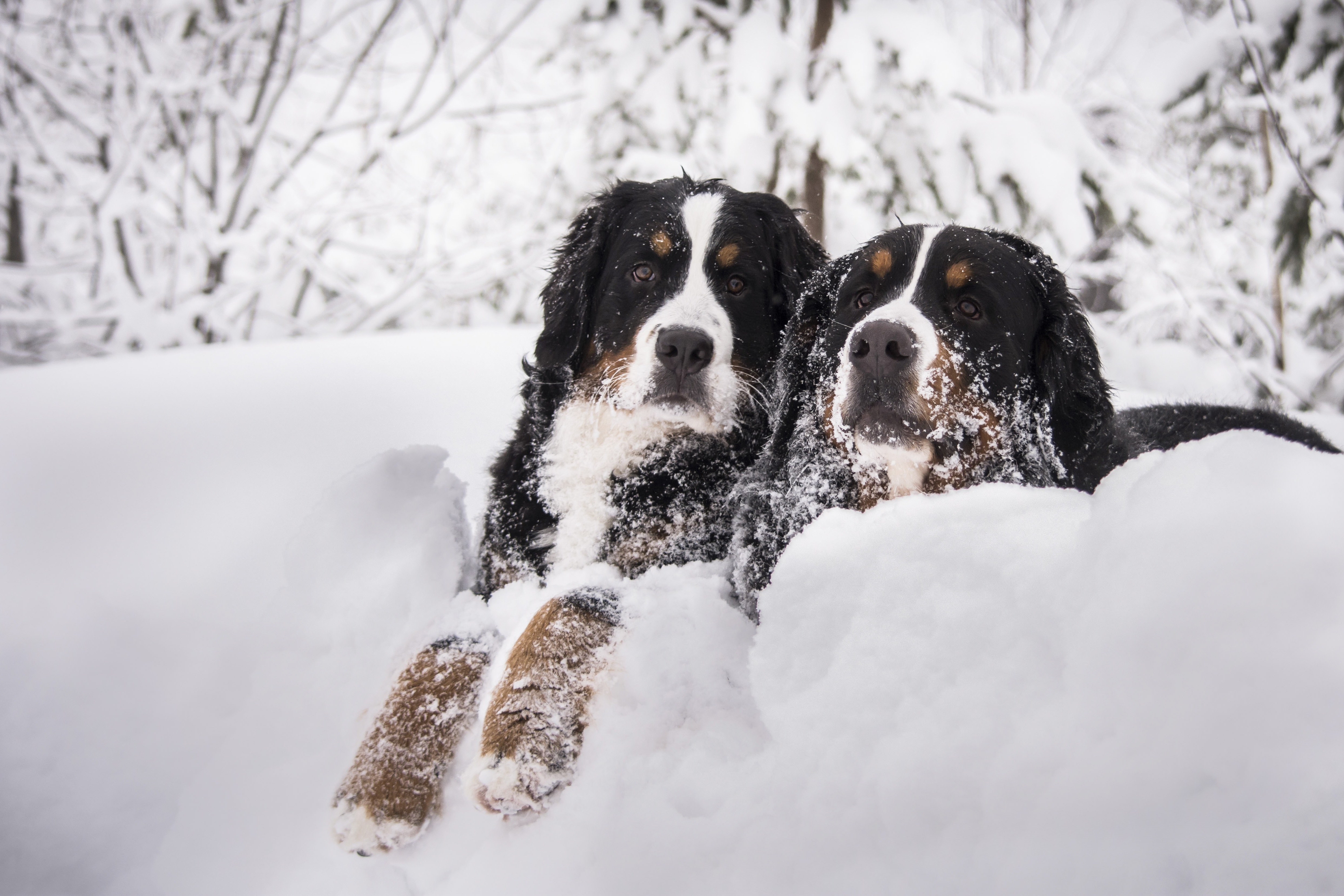 Handy-Wallpaper Tiere, Winter, Hunde, Schnee, Hund, Berner Sennenhund kostenlos herunterladen.