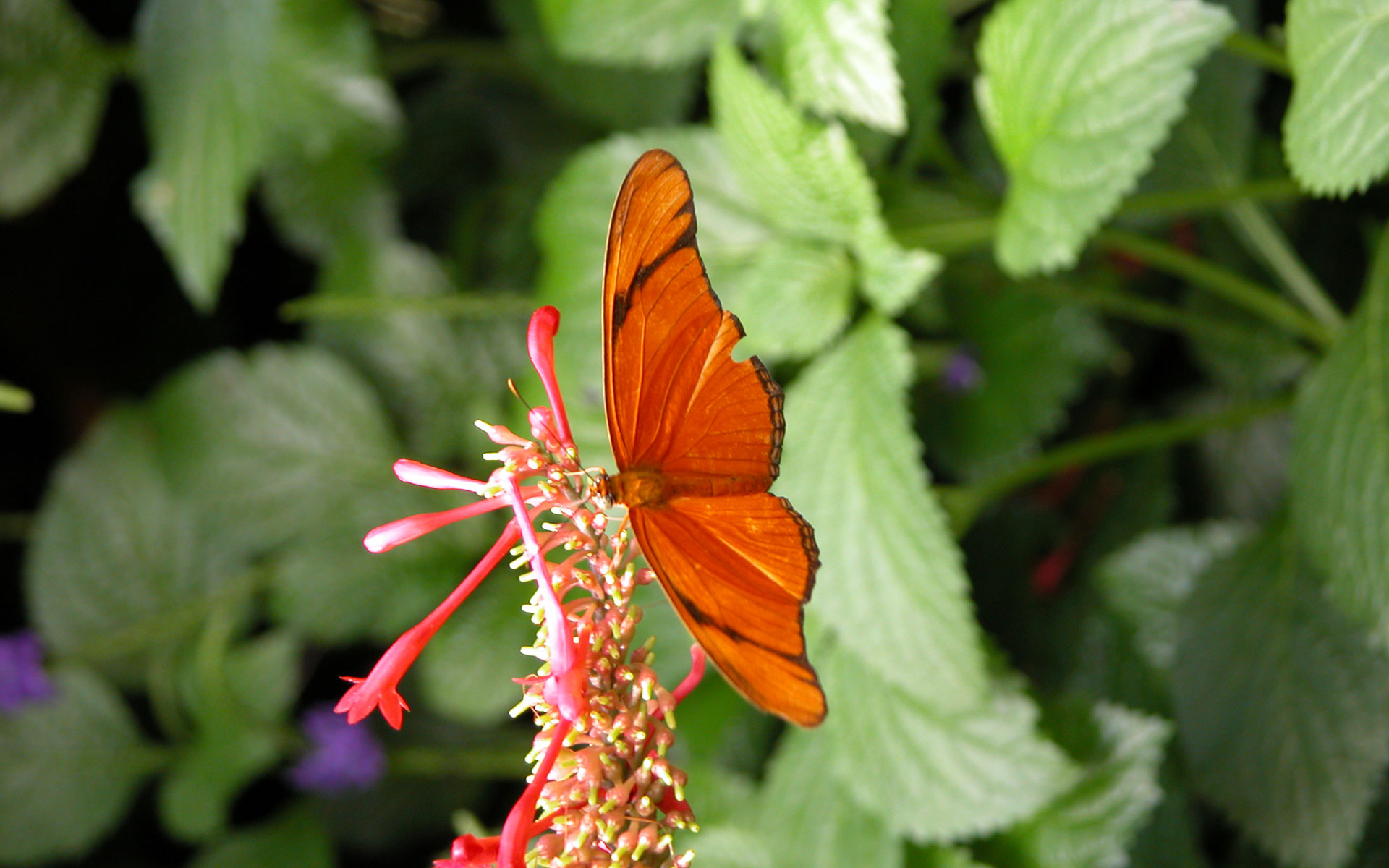 Laden Sie das Tiere, Schmetterlinge, Blume, Blatt, Orange Farbe)-Bild kostenlos auf Ihren PC-Desktop herunter