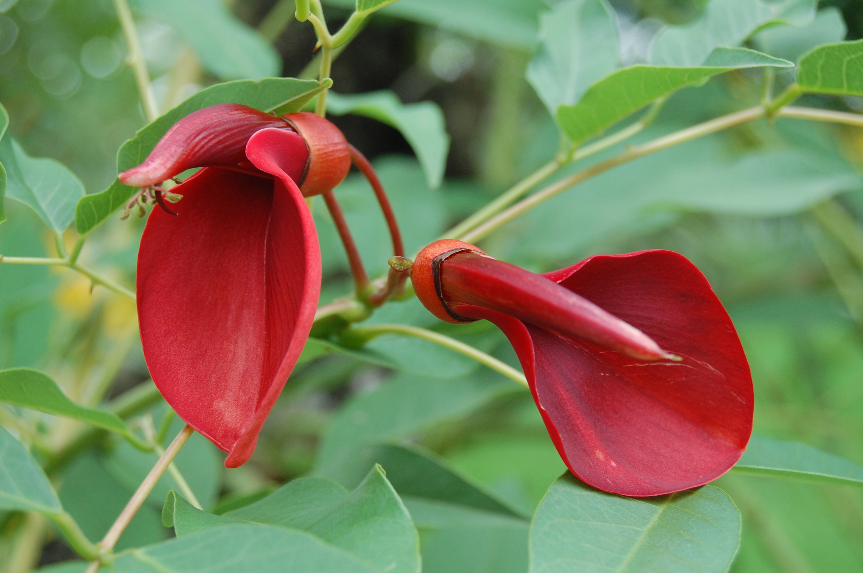 Descarga gratuita de fondo de pantalla para móvil de Flores, Flor, Tierra/naturaleza.