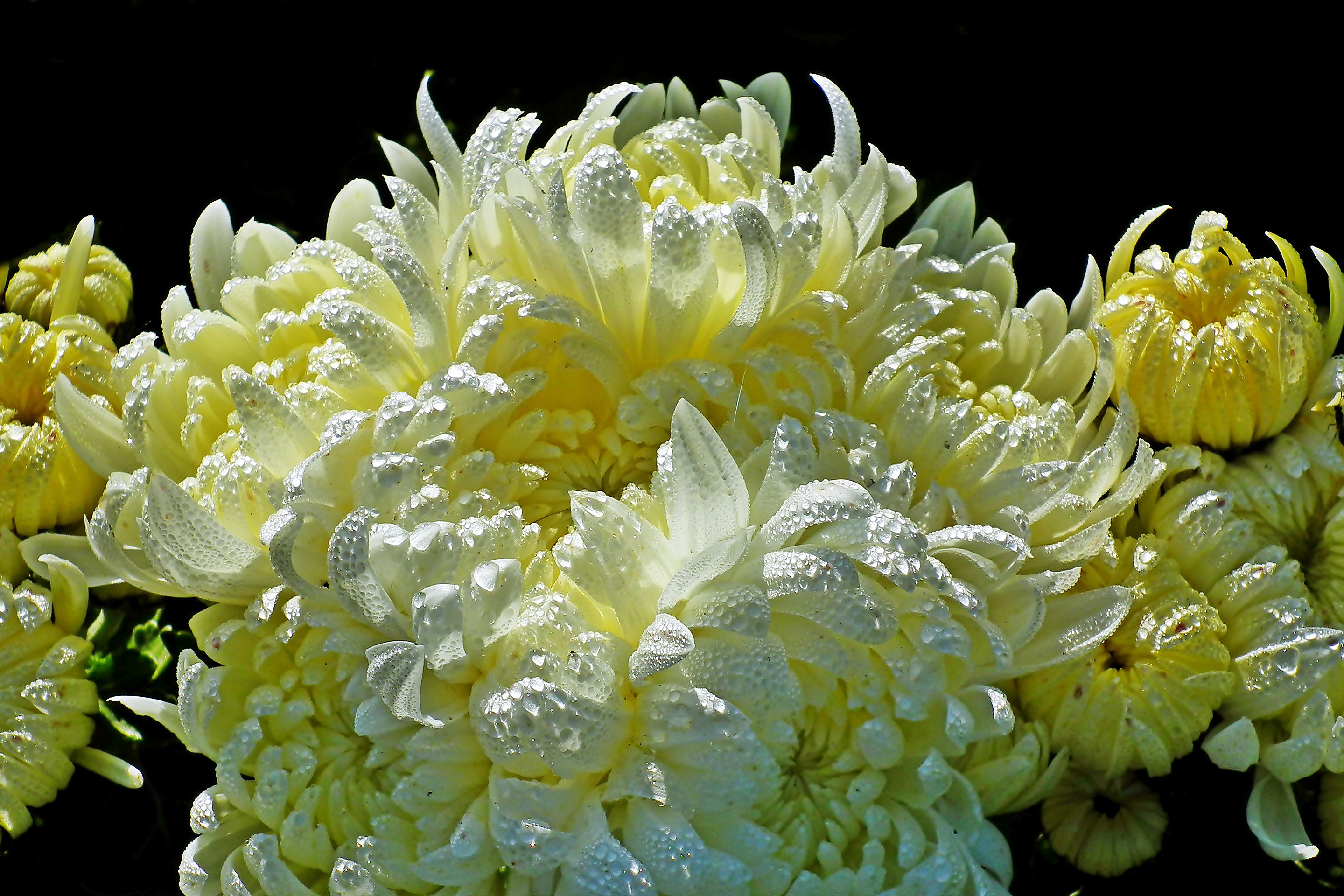 Download mobile wallpaper Chrysanthemum, Flower, Macro, Earth, Petal, Water Drop for free.