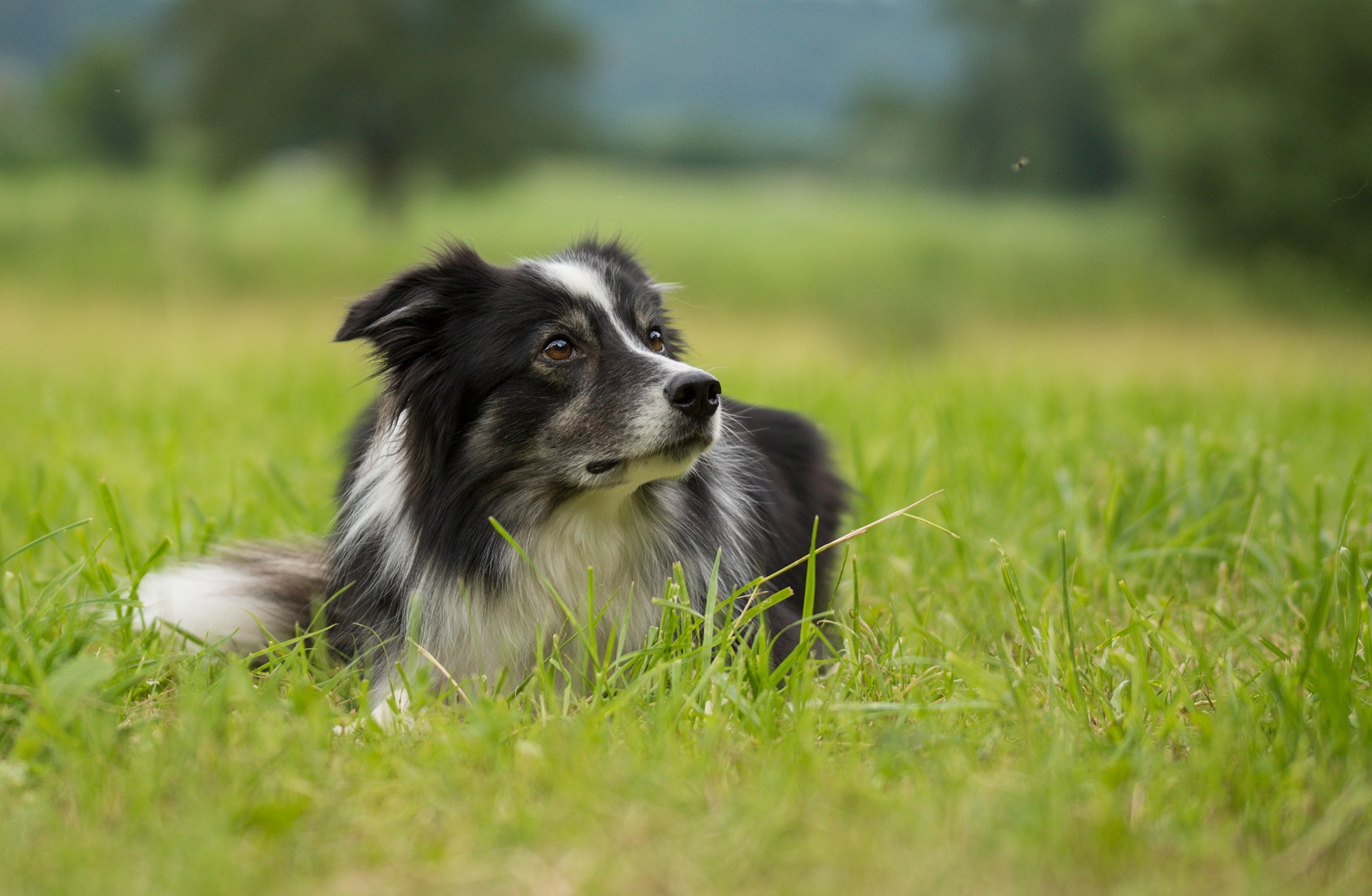 Download mobile wallpaper Dogs, Grass, Dog, Blur, Animal, Border Collie for free.