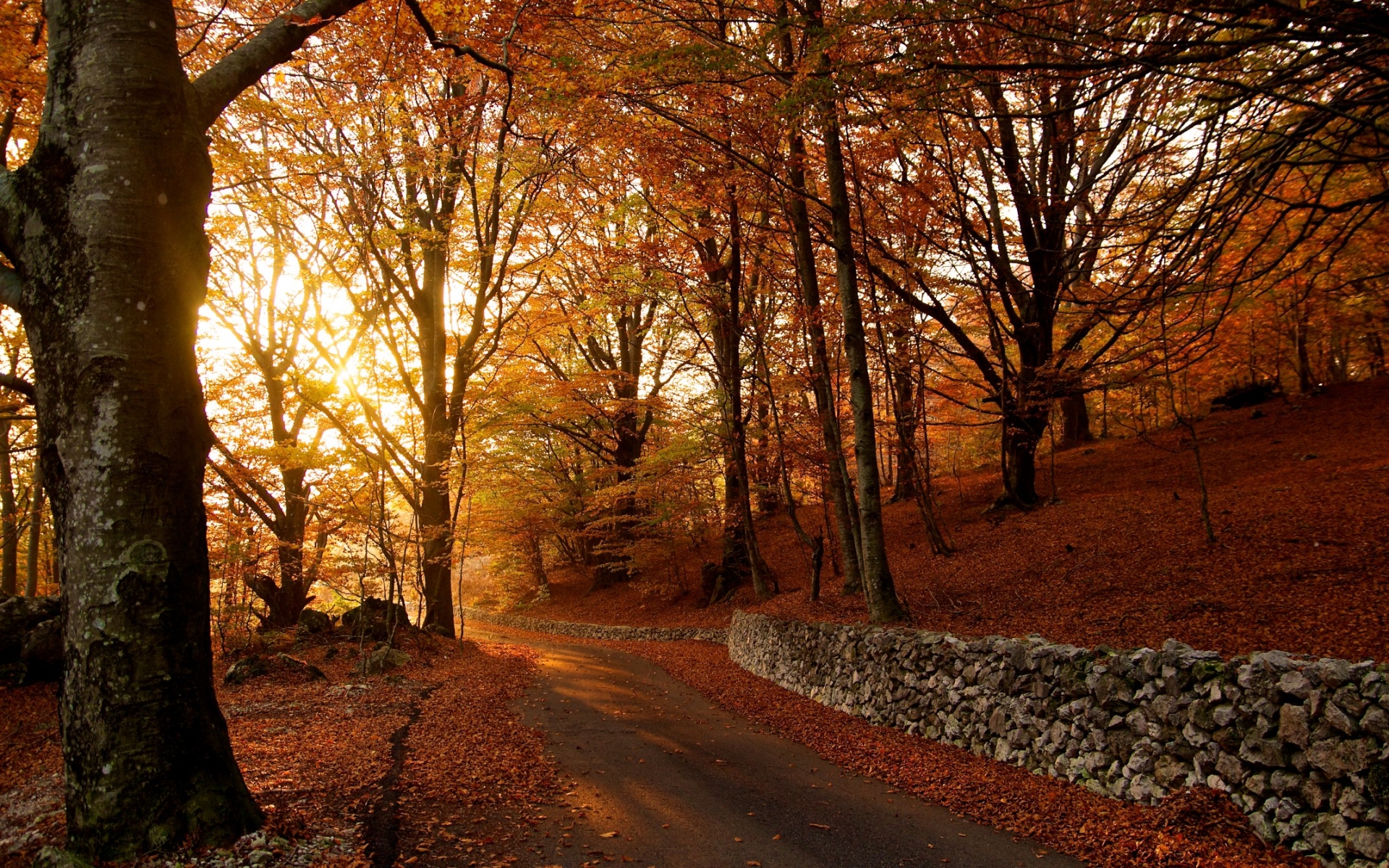 Download mobile wallpaper Nature, Road, Forest, Tree, Leaf, Fall, Photography, Season for free.