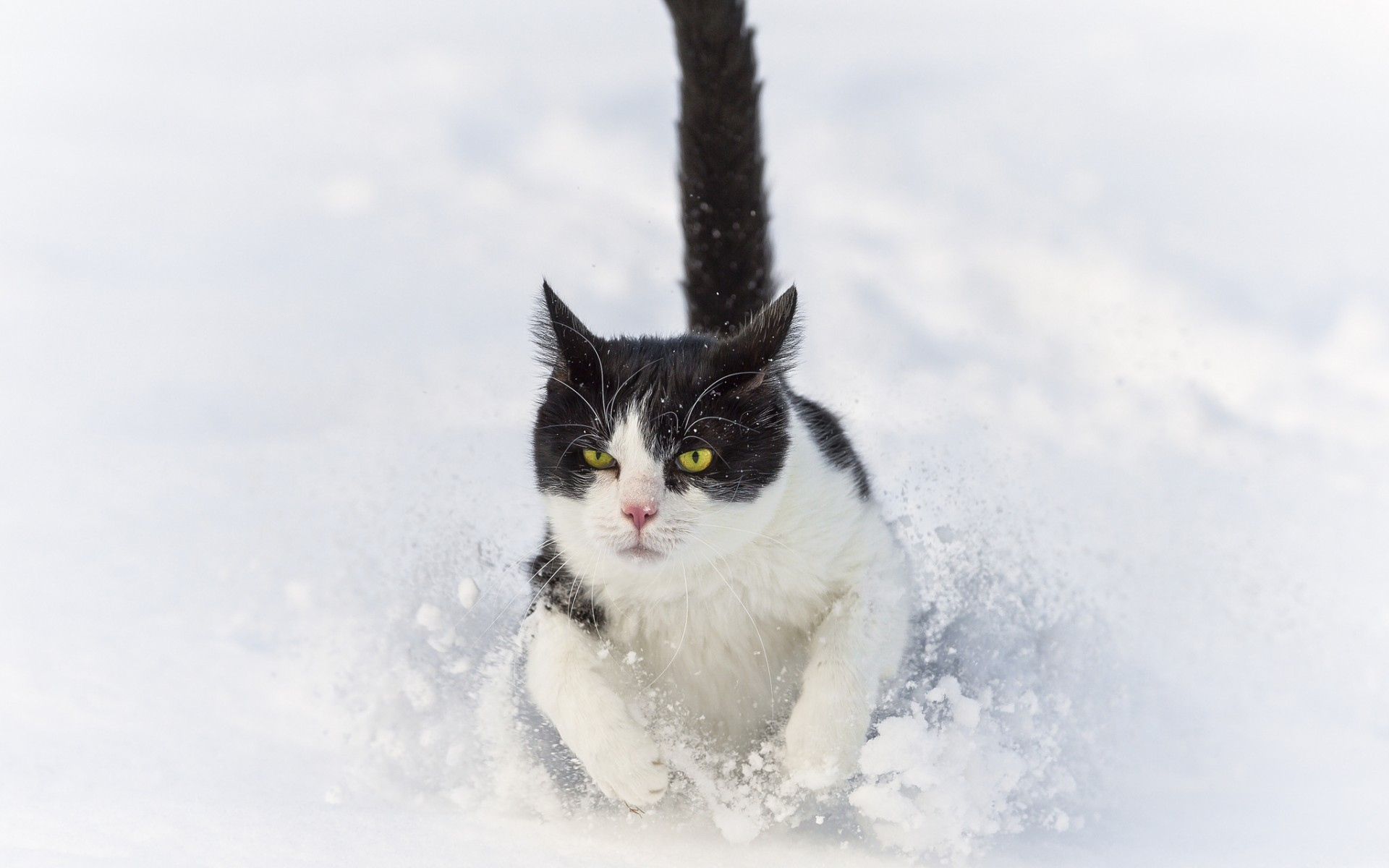 Baixar papel de parede para celular de Gato, Gatos, Animais gratuito.