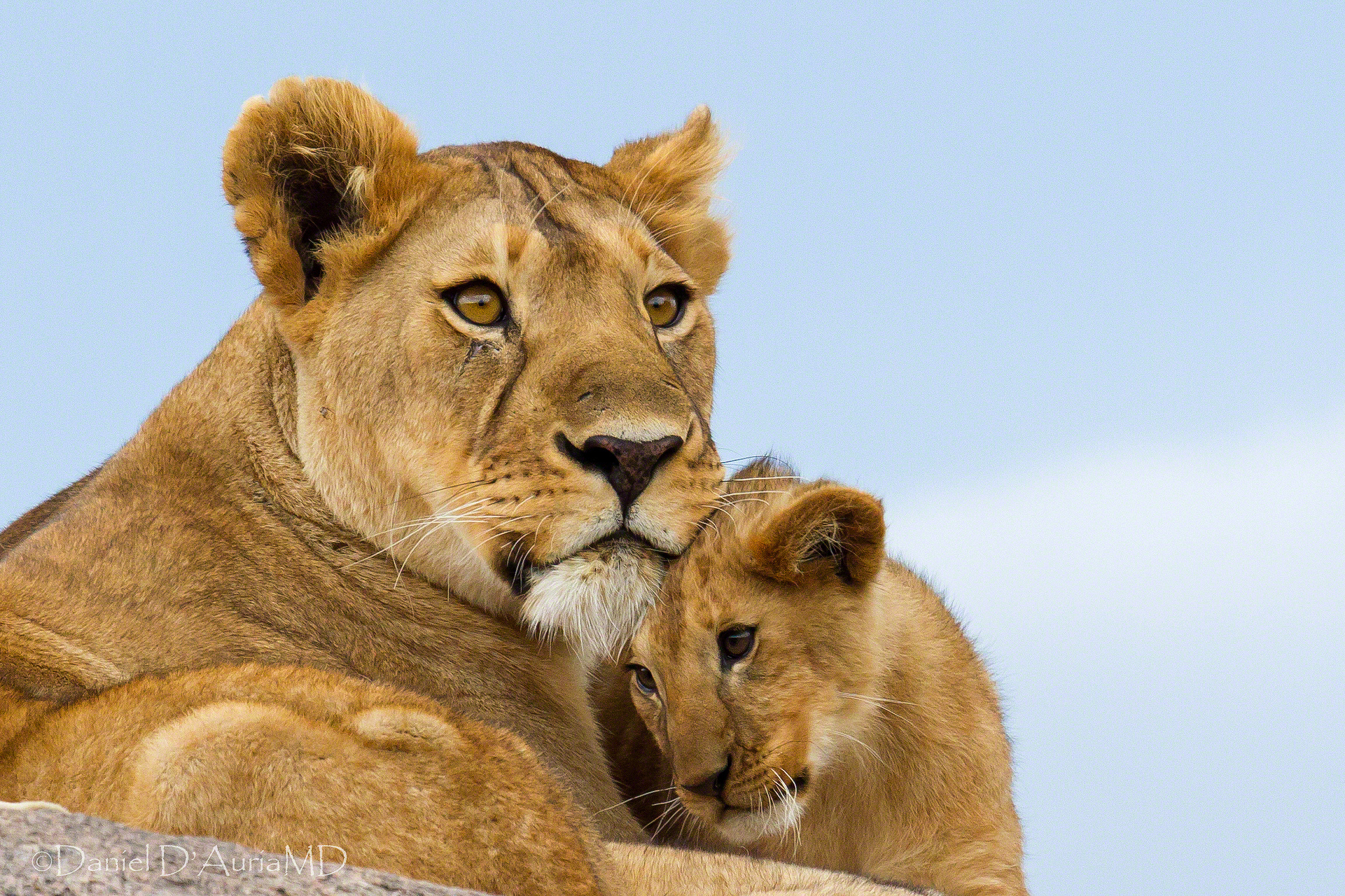 294859 descargar imagen leona, animales, león, cachorro, gatos: fondos de pantalla y protectores de pantalla gratis
