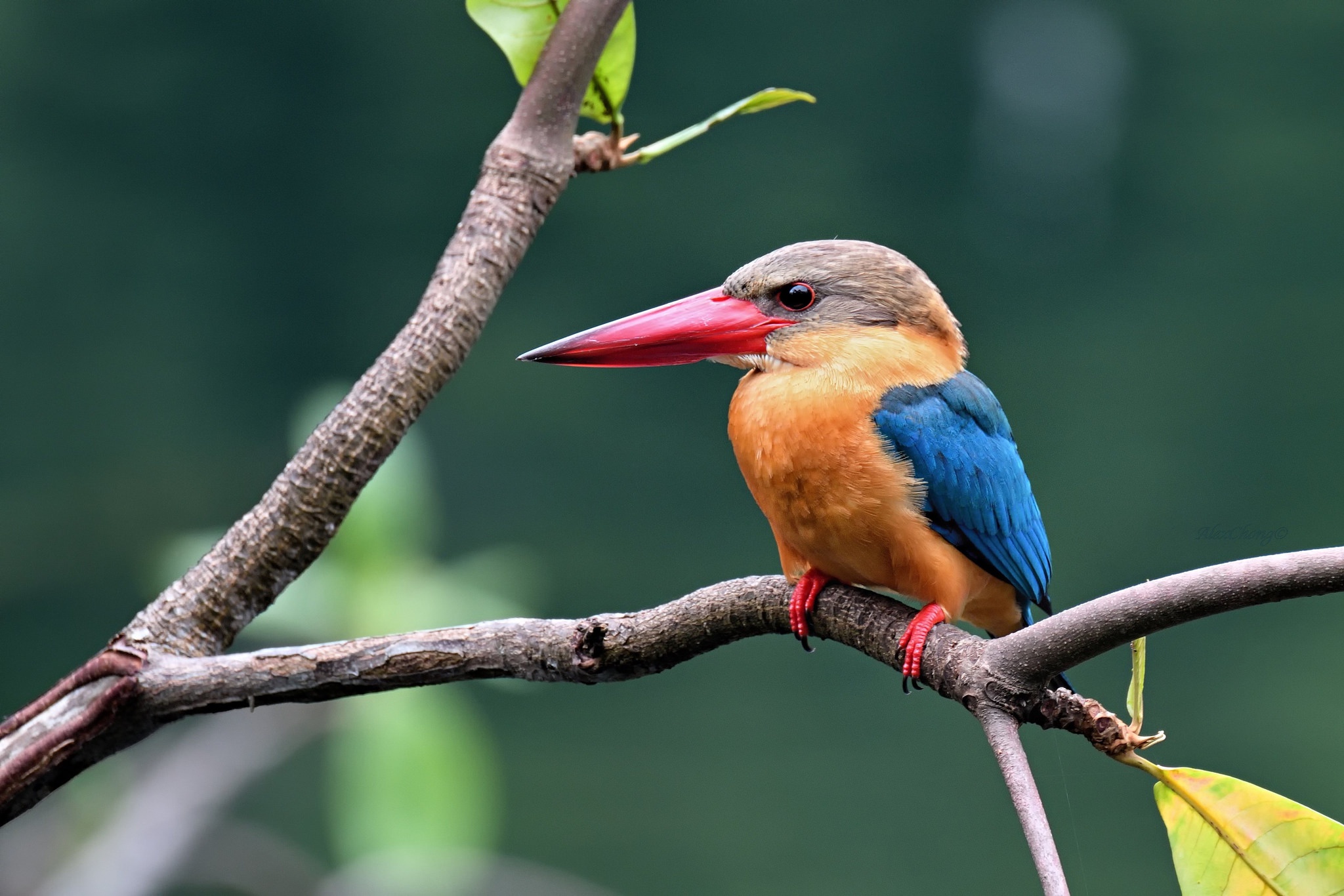 Free download wallpaper Birds, Bird, Animal, Kingfisher, Stork Billed Kingfisher on your PC desktop