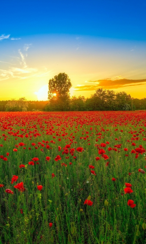 Download mobile wallpaper Sunset, Sky, Earth, Poppy for free.