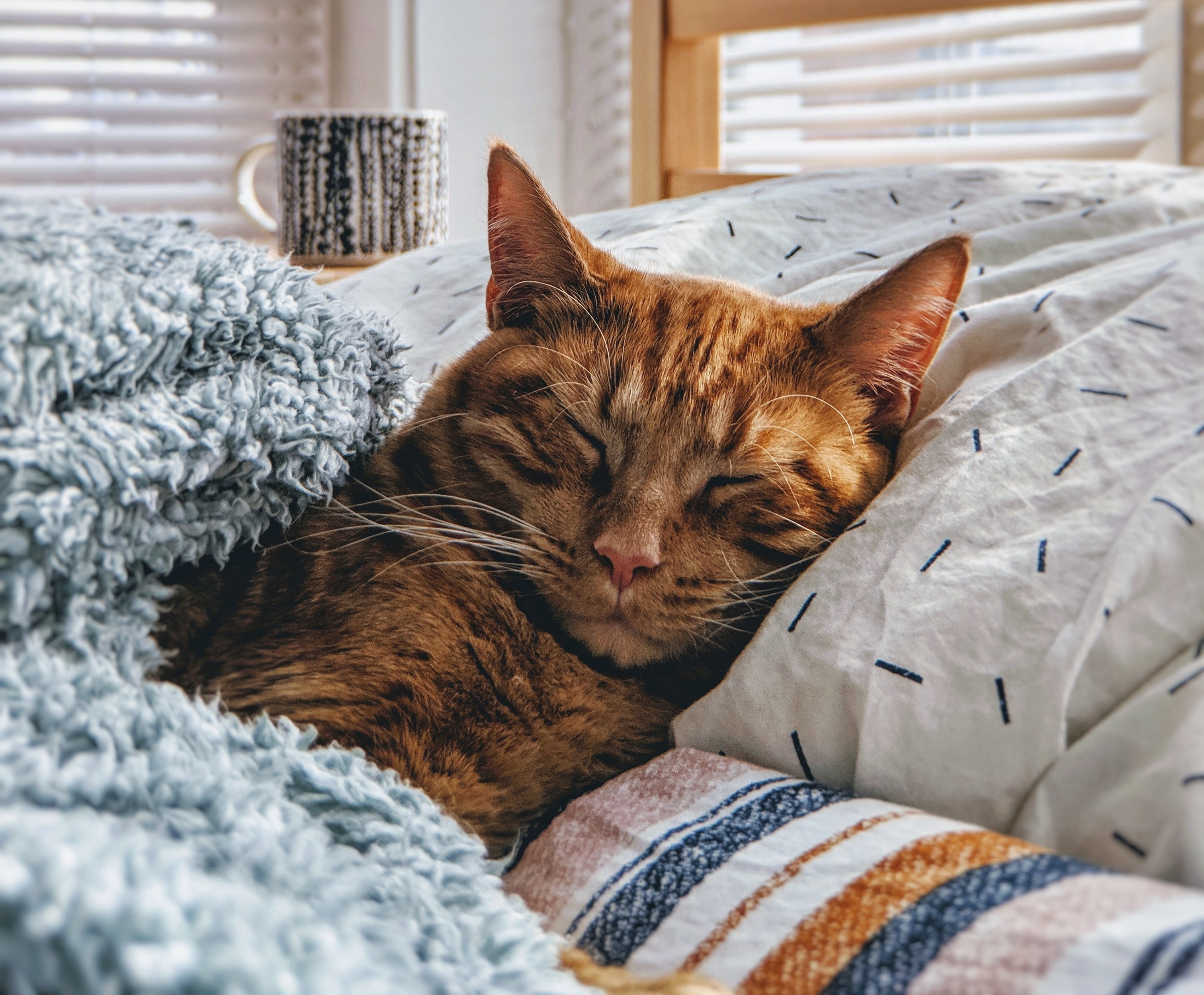 Baixar papel de parede para celular de Animais, Gatos, Gato, Dormindo gratuito.