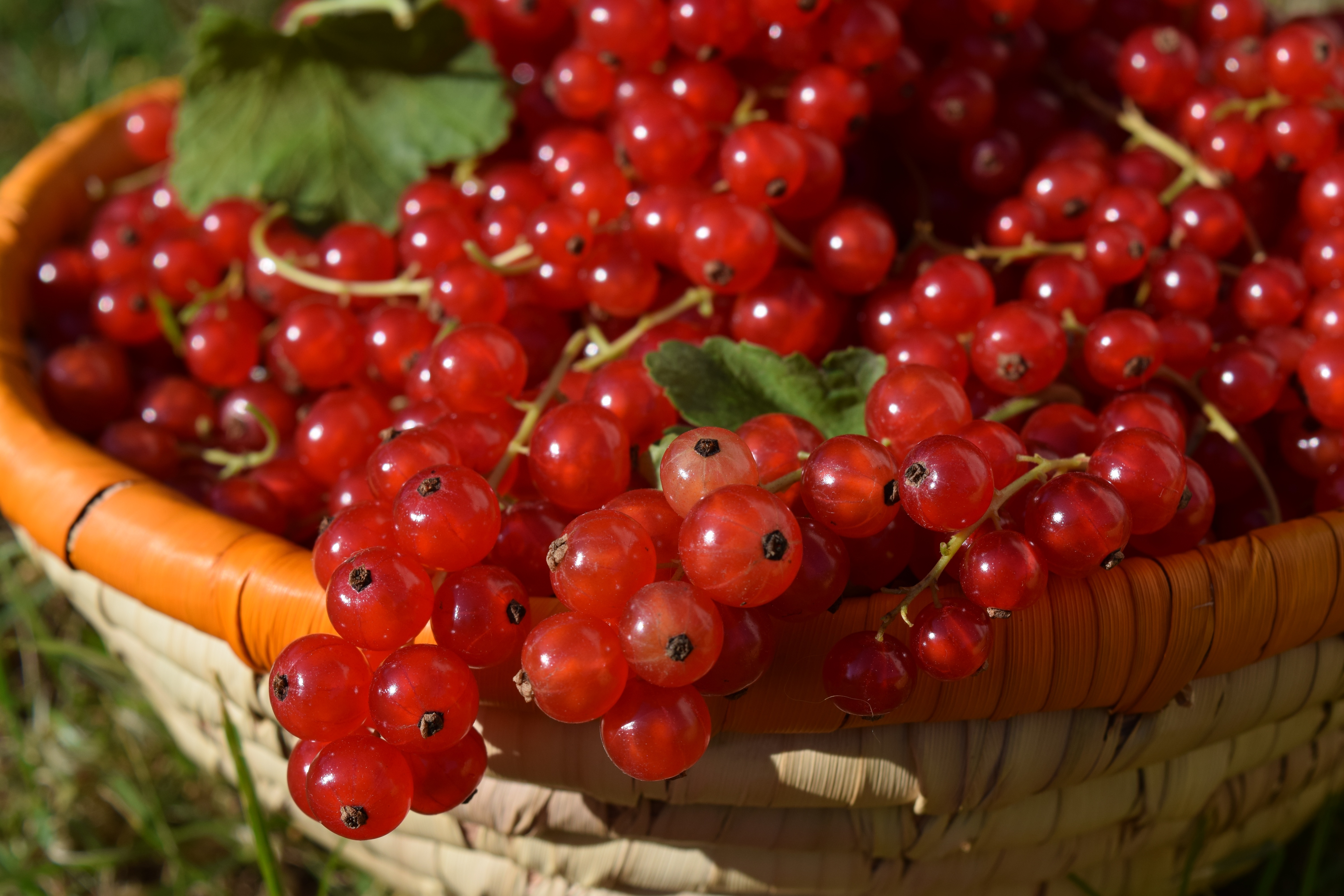 Free download wallpaper Berries, Currant, Basket, Ripe, Red Currants, Redcurrant, Food on your PC desktop