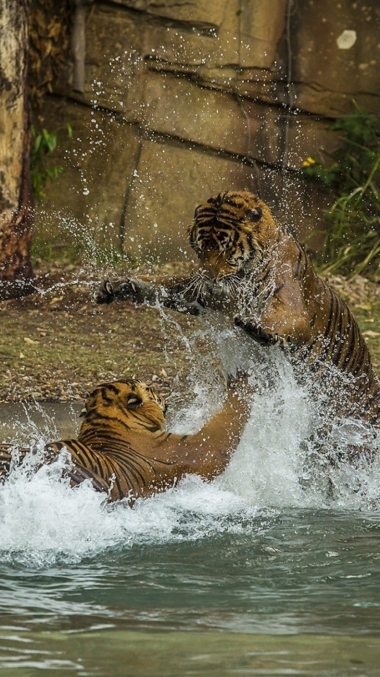 Download mobile wallpaper Cats, Water, Tiger, Animal, Fight for free.