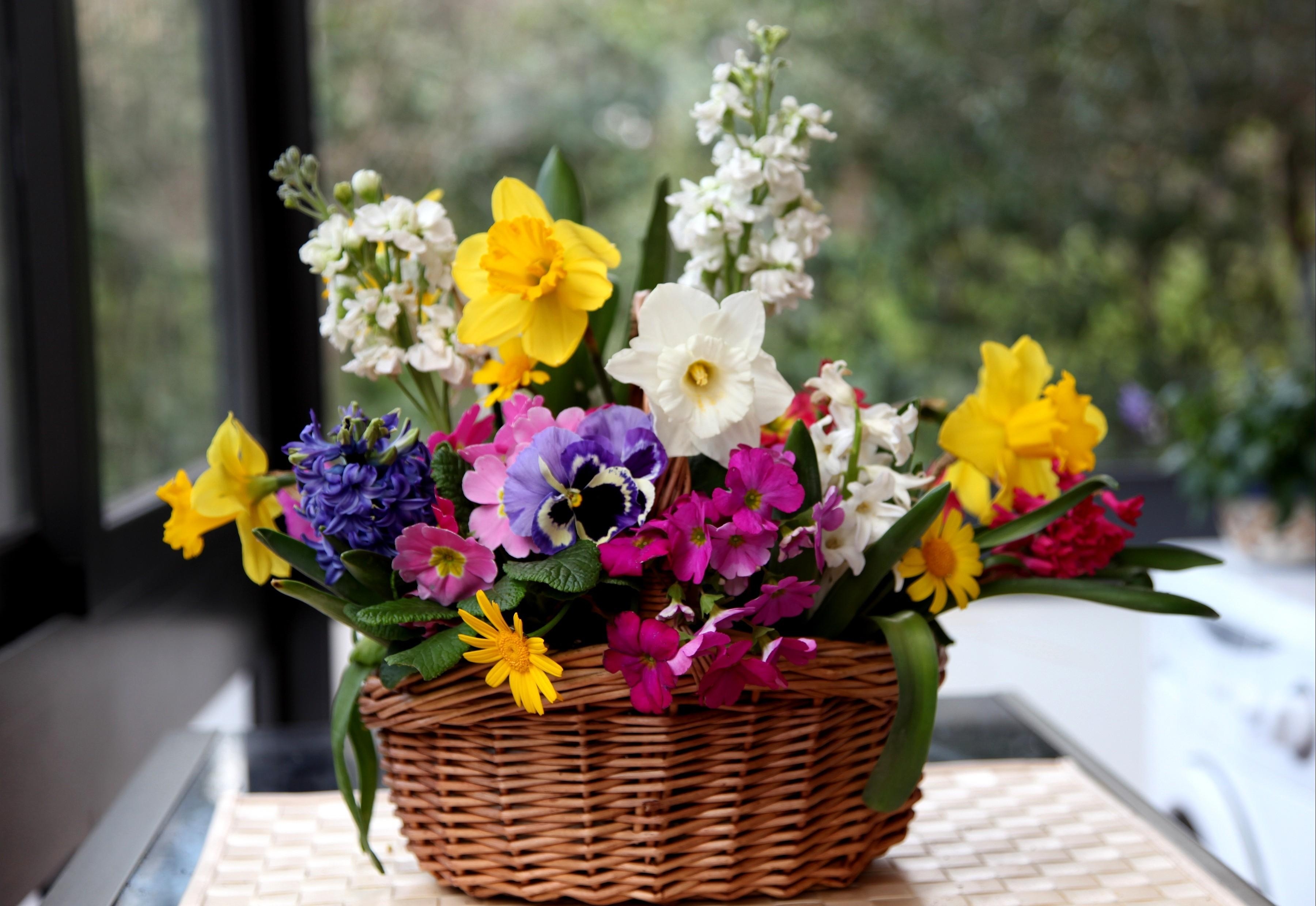 flowers, pansies, narcissussi, hyacinth, basket, composition desktop HD wallpaper