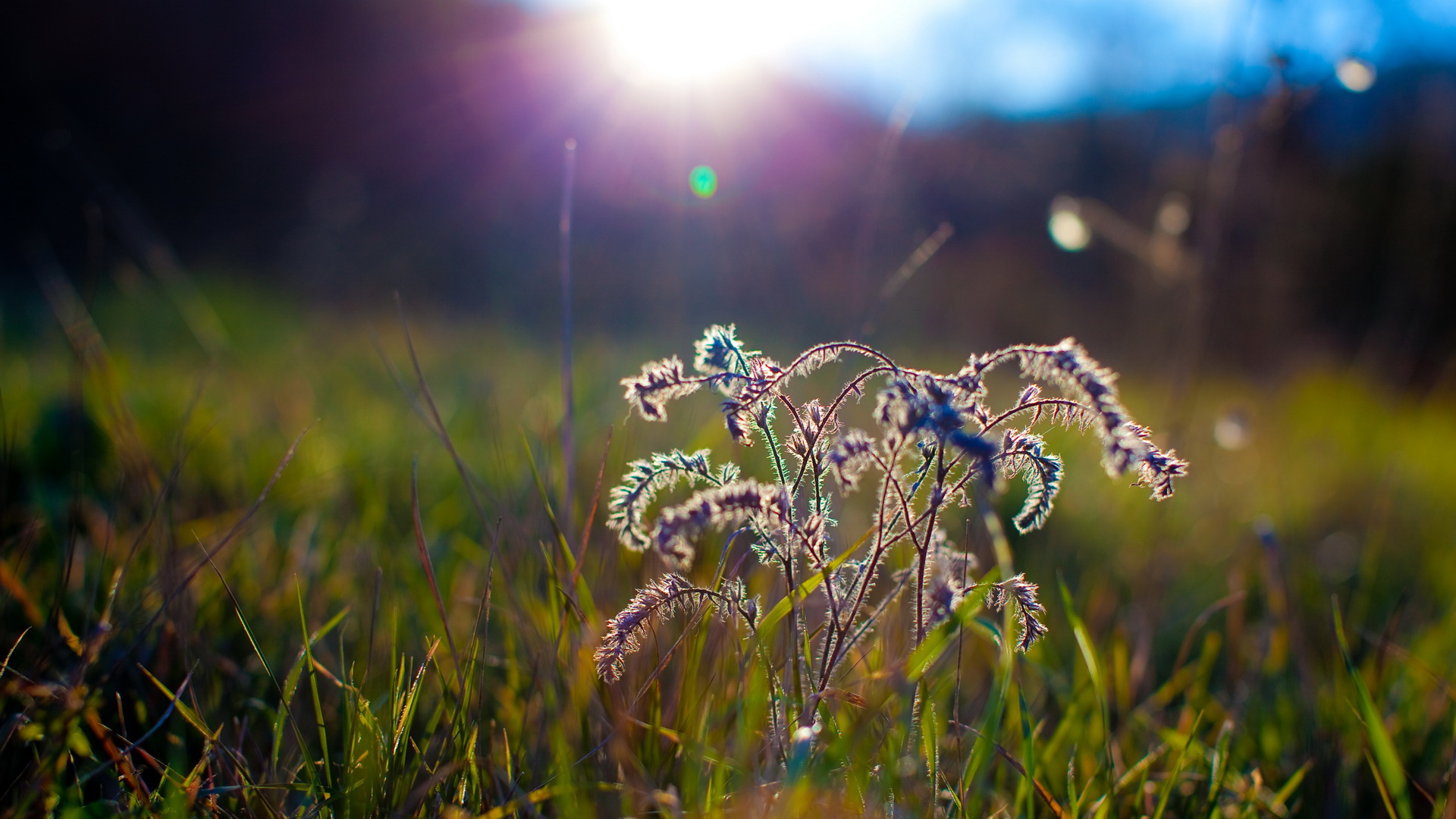 Téléchargez gratuitement l'image Plante, Terre/nature sur le bureau de votre PC