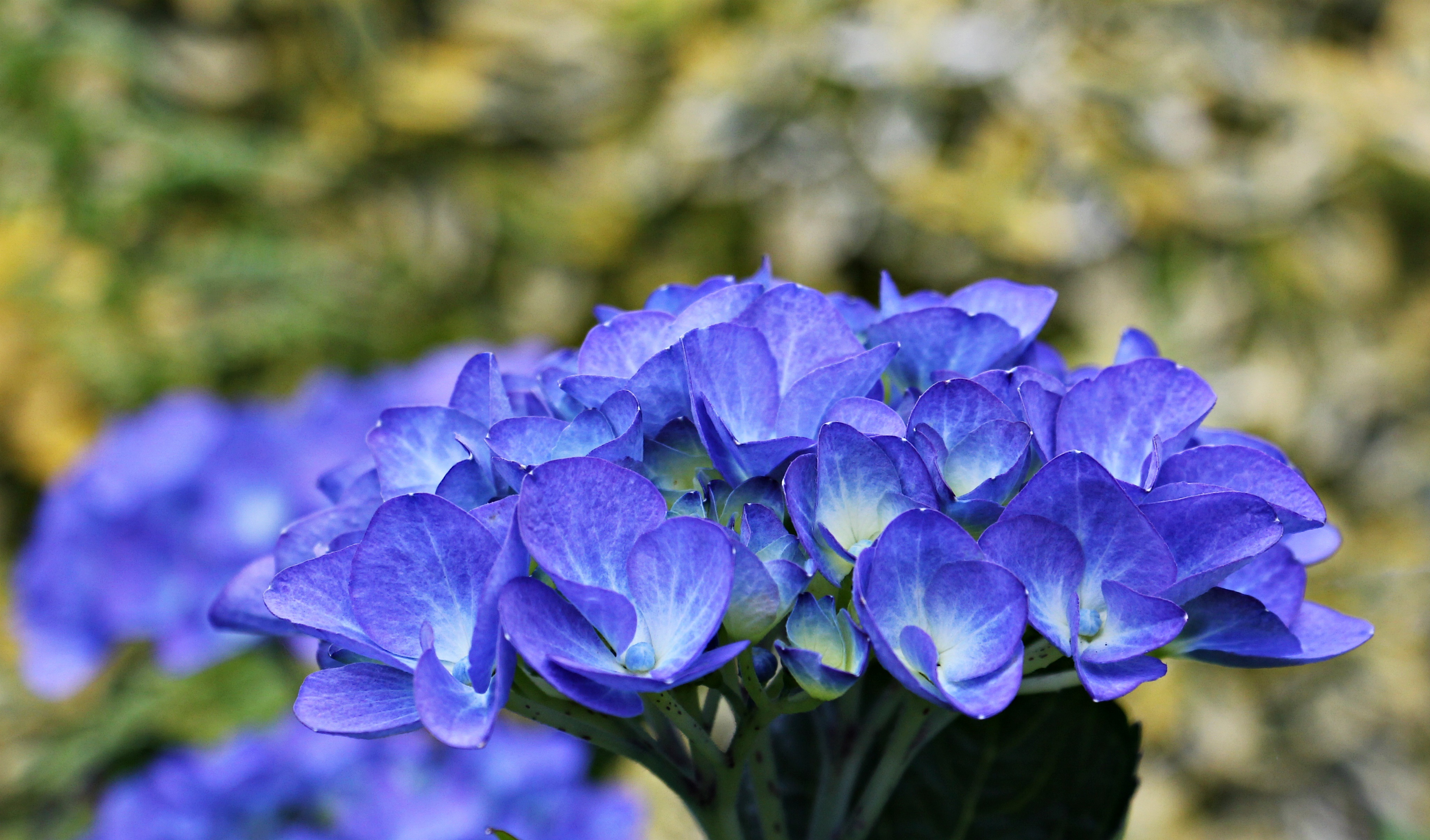 Descarga gratuita de fondo de pantalla para móvil de Naturaleza, Flores, Flor, Bokeh, Hortensia, Tierra/naturaleza, Flor Azul.