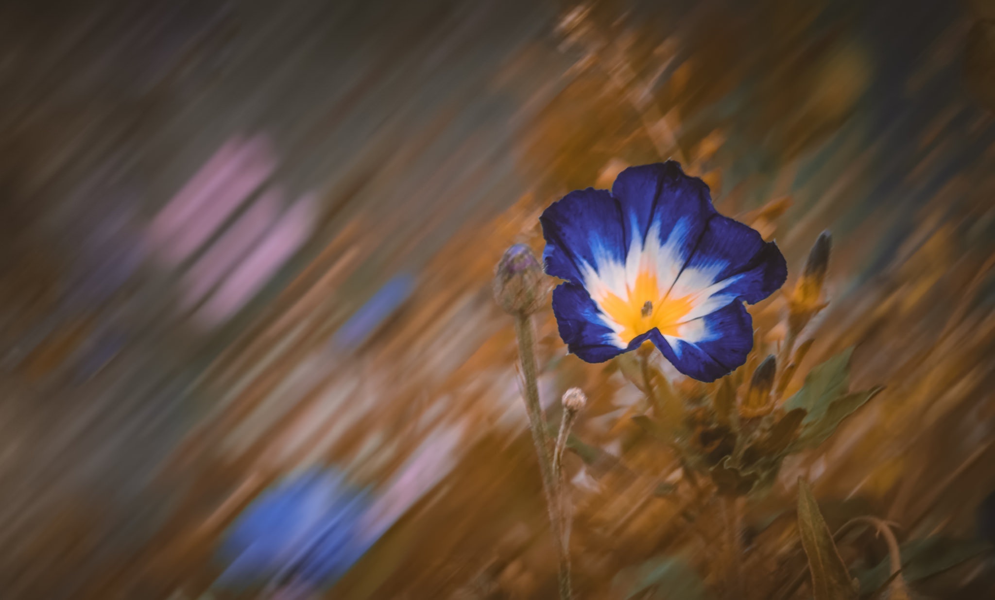 Download mobile wallpaper Flowers, Flower, Earth, Bokeh, Blue Flower for free.