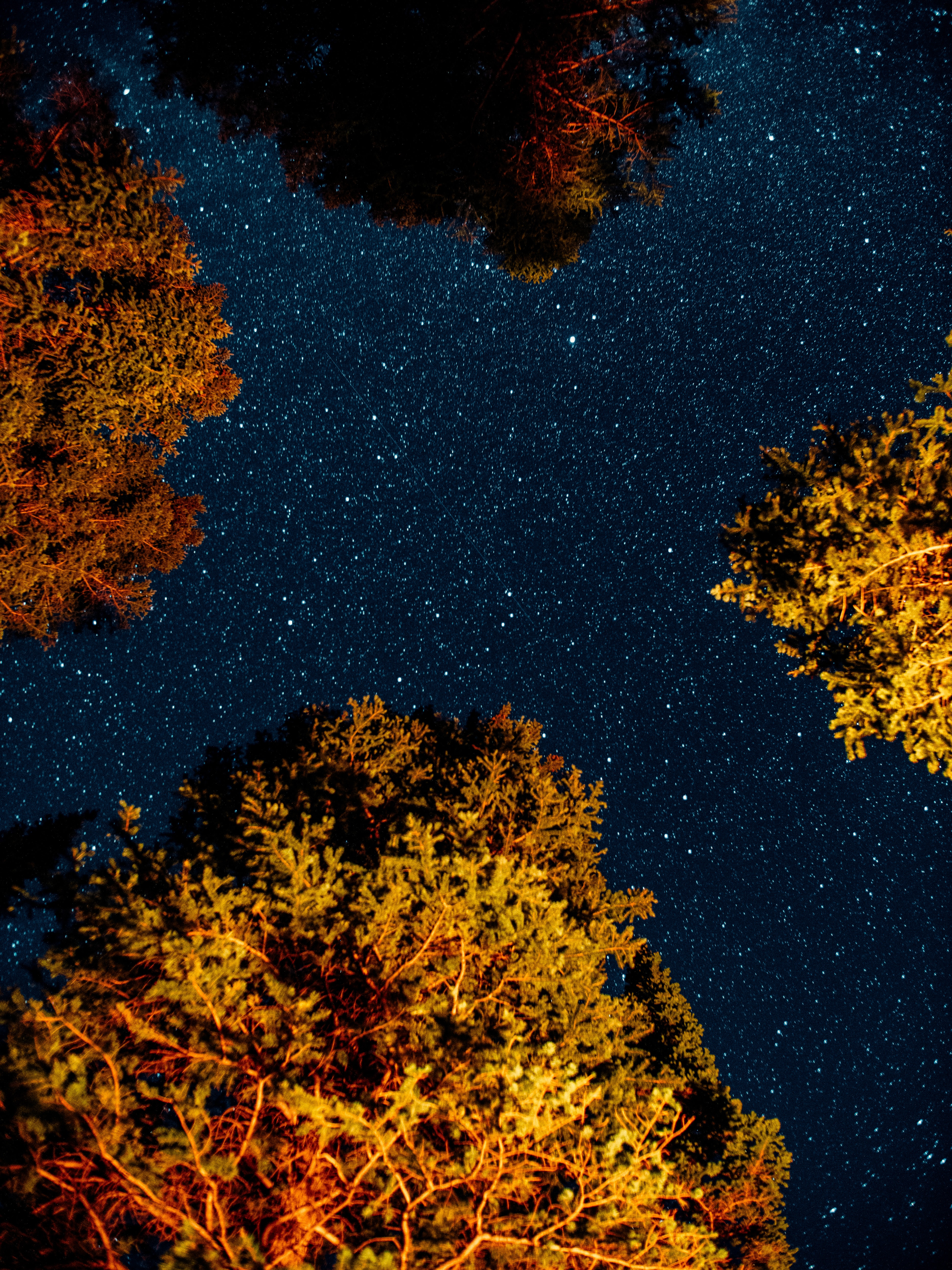 Laden Sie das Bäume, Universum, Übernachtung, Sternenhimmel, Dunkel-Bild kostenlos auf Ihren PC-Desktop herunter