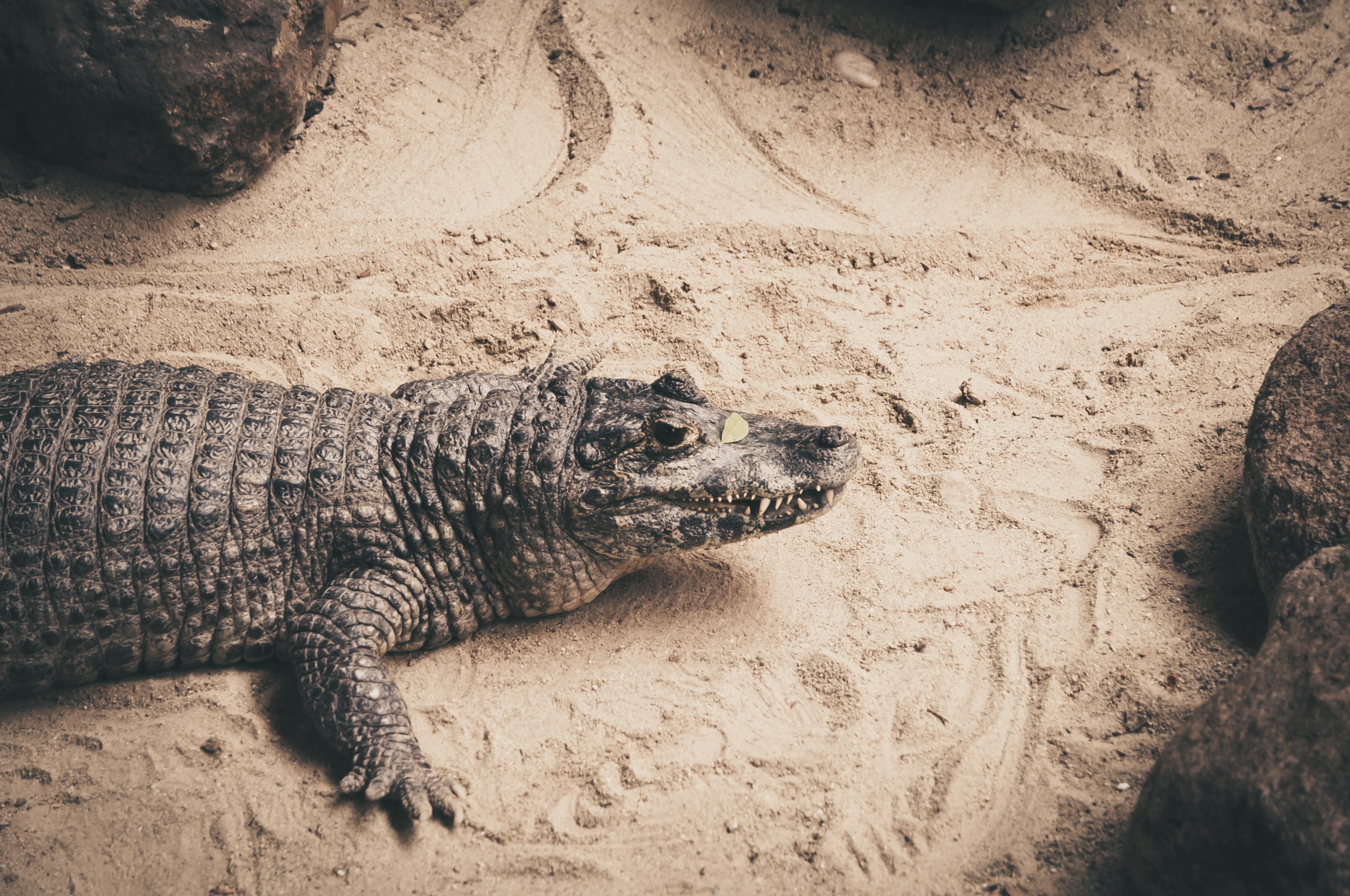 Download mobile wallpaper Sand, Reptile, Animals, Crocodile for free.