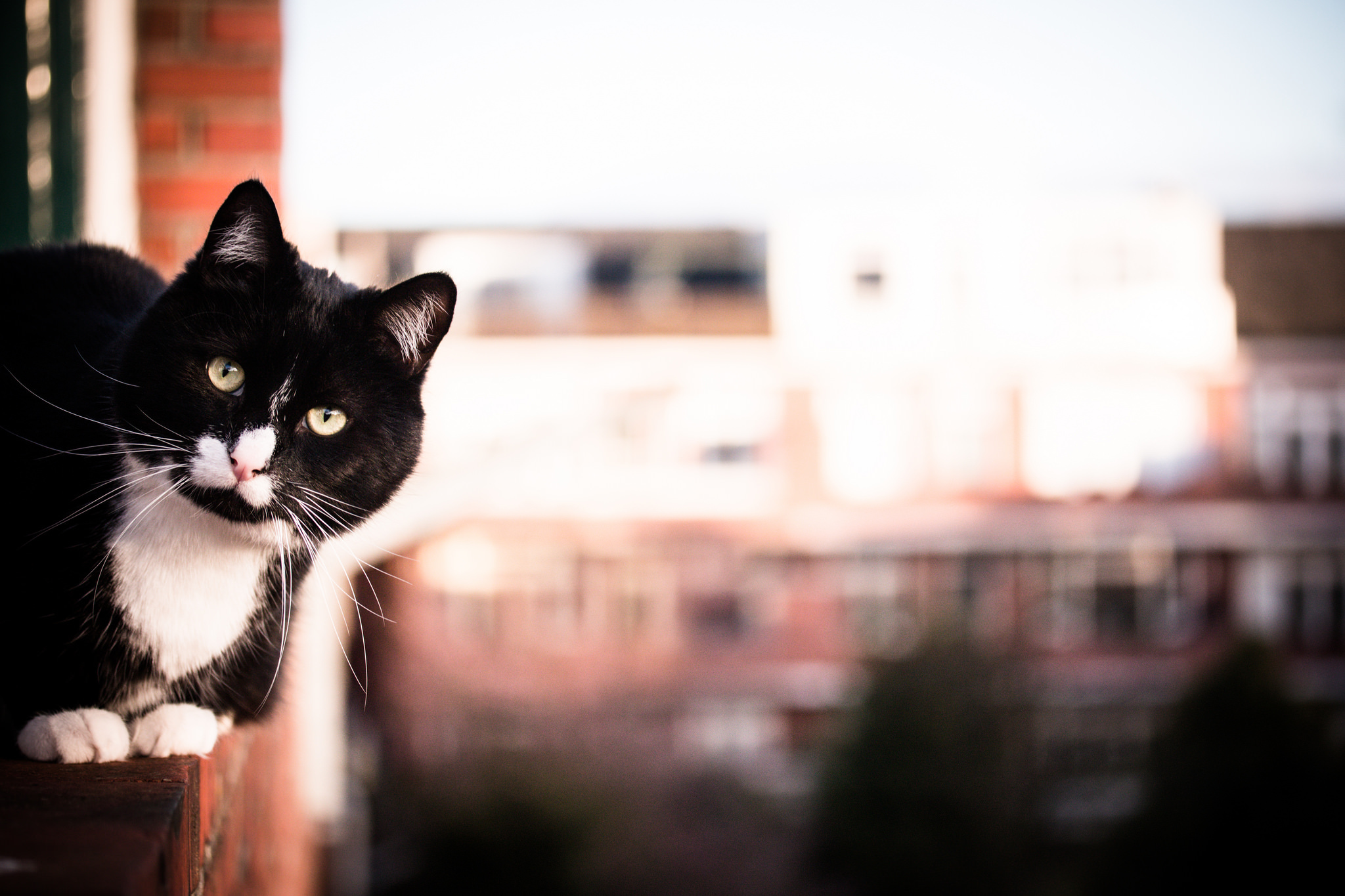 Download mobile wallpaper Cats, Cat, Blur, Animal for free.