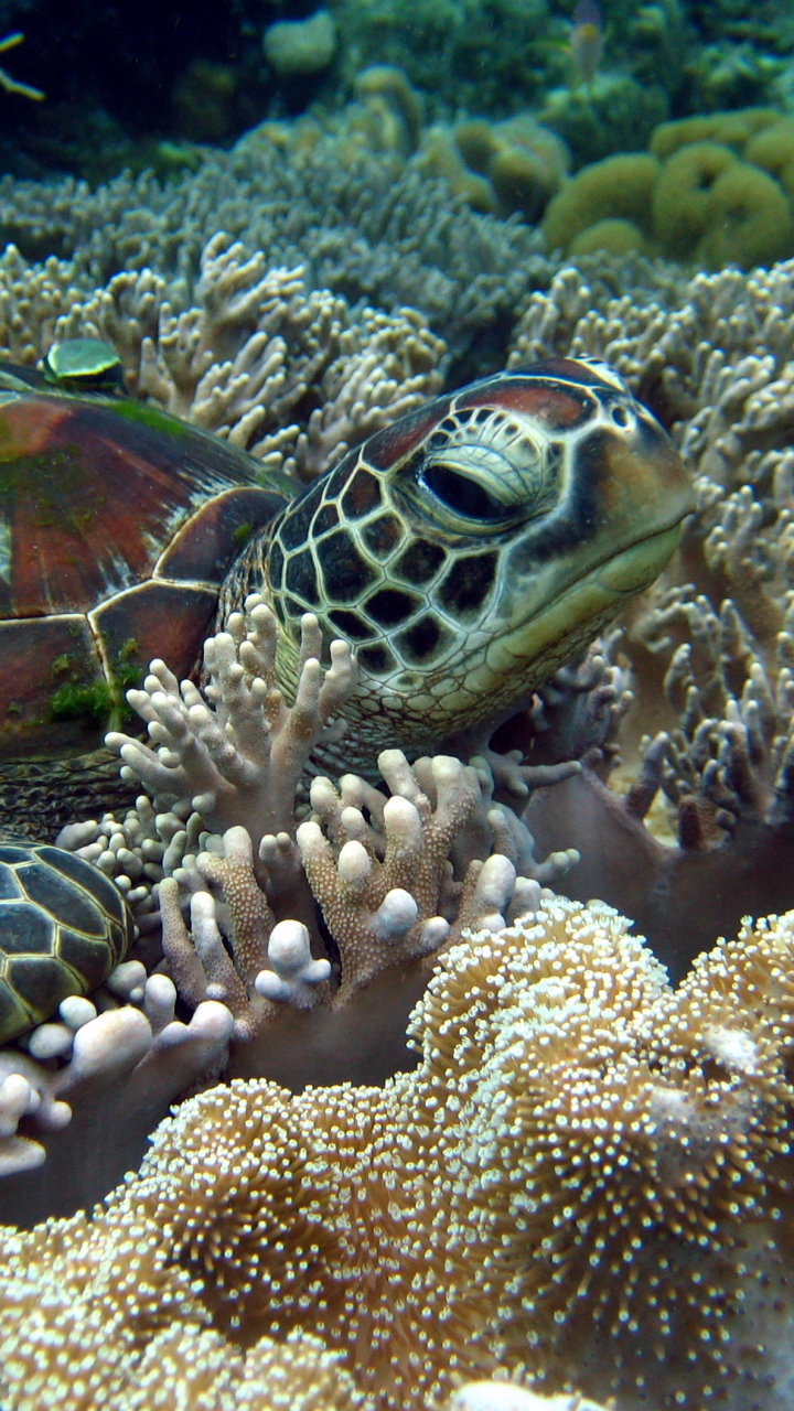 wallpapers animal, sea turtle, turtles