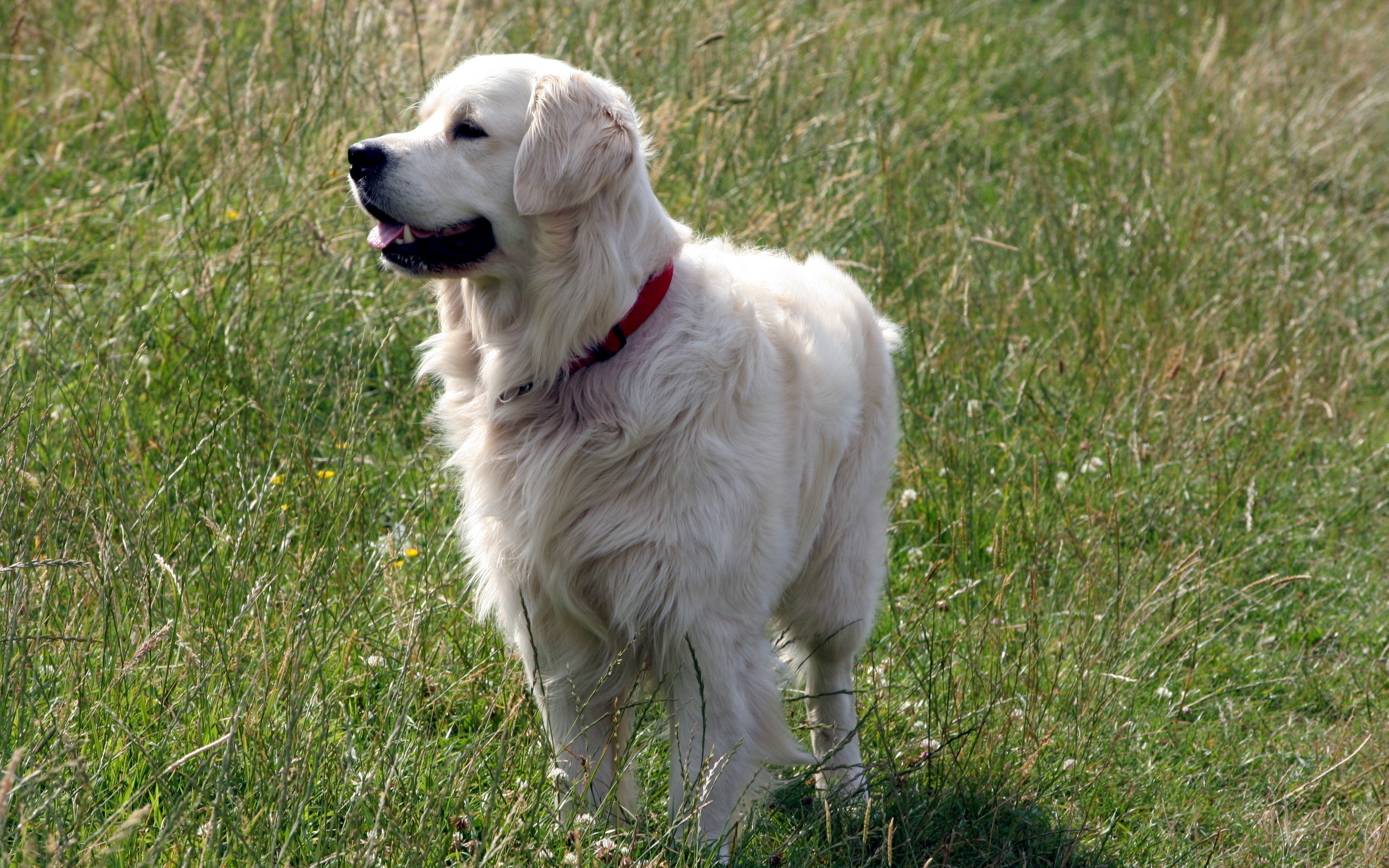 Baixe gratuitamente a imagem Animais, Cães, Cão na área de trabalho do seu PC