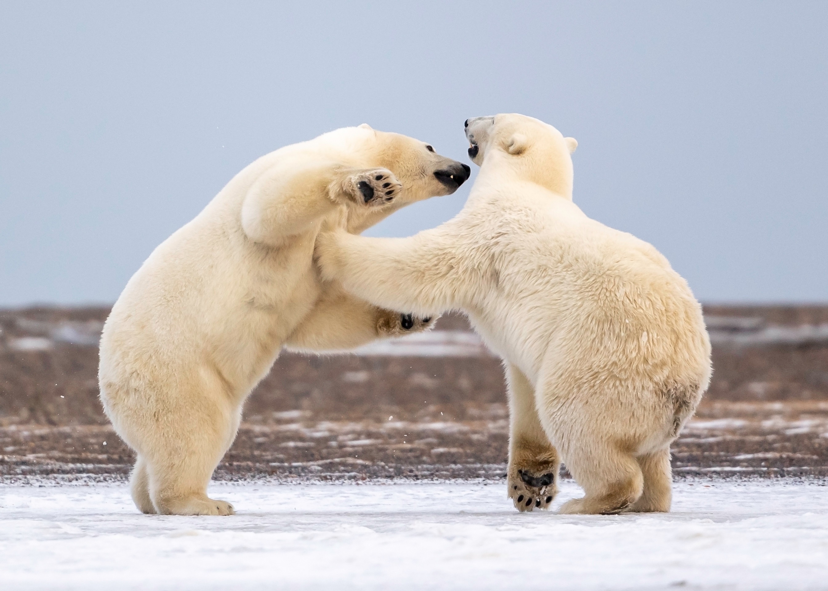 Download mobile wallpaper Bears, Animal, Fight, Polar Bear for free.