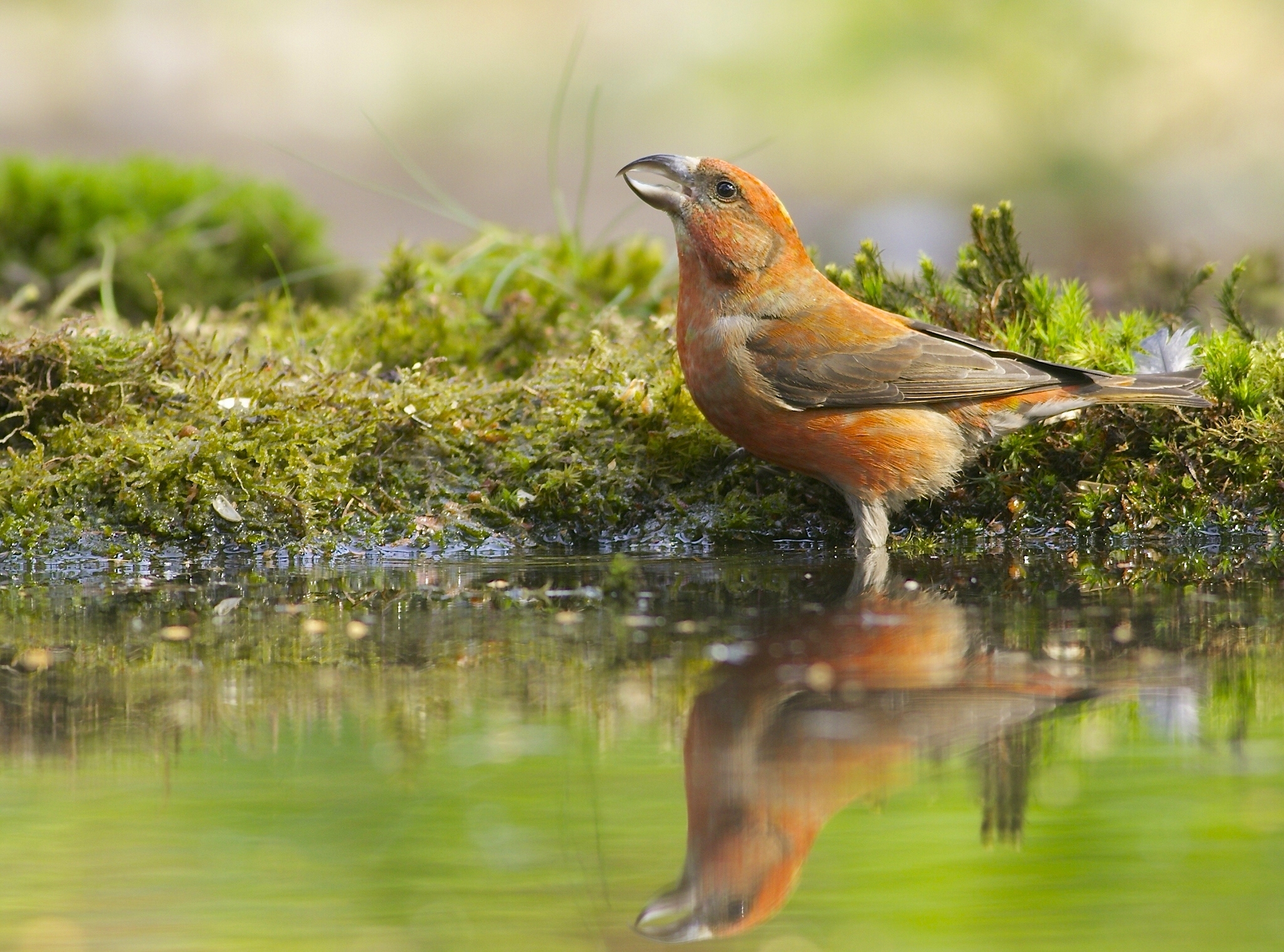 Download mobile wallpaper Birds, Reflection, Bird, Animal, Moss for free.