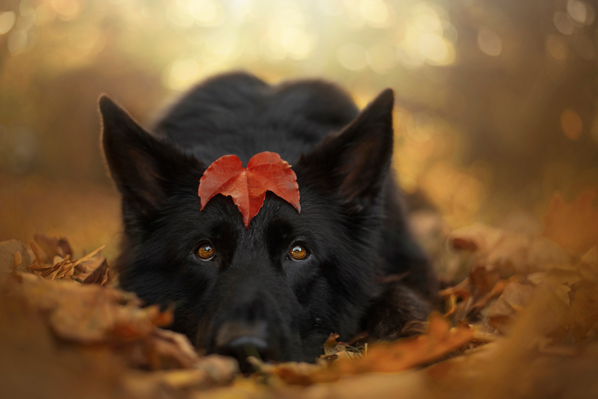 Download mobile wallpaper Dogs, Dog, Leaf, Animal, German Shepherd, Depth Of Field for free.