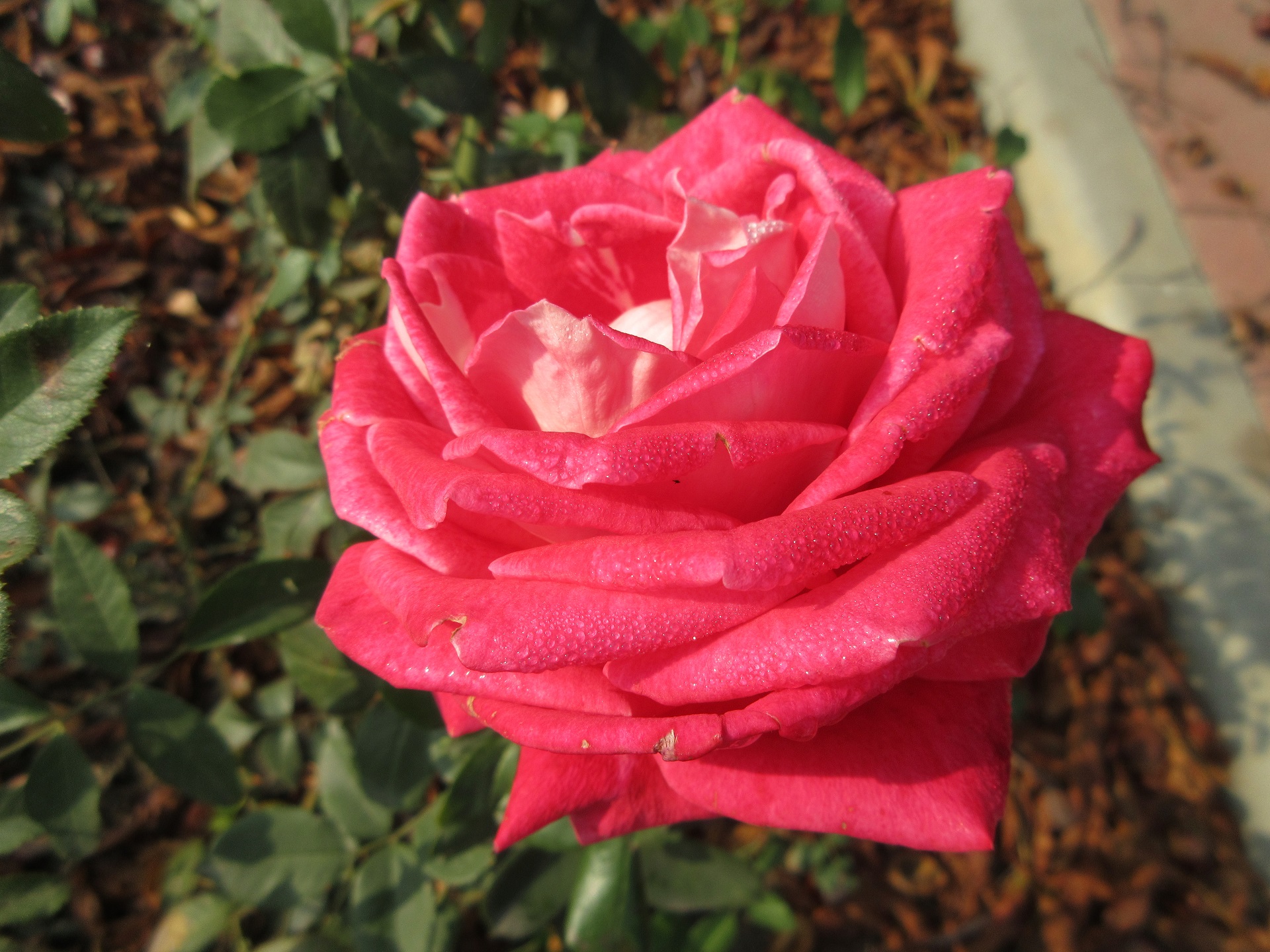 Téléchargez gratuitement l'image Fleurs, Rose, Terre/nature sur le bureau de votre PC