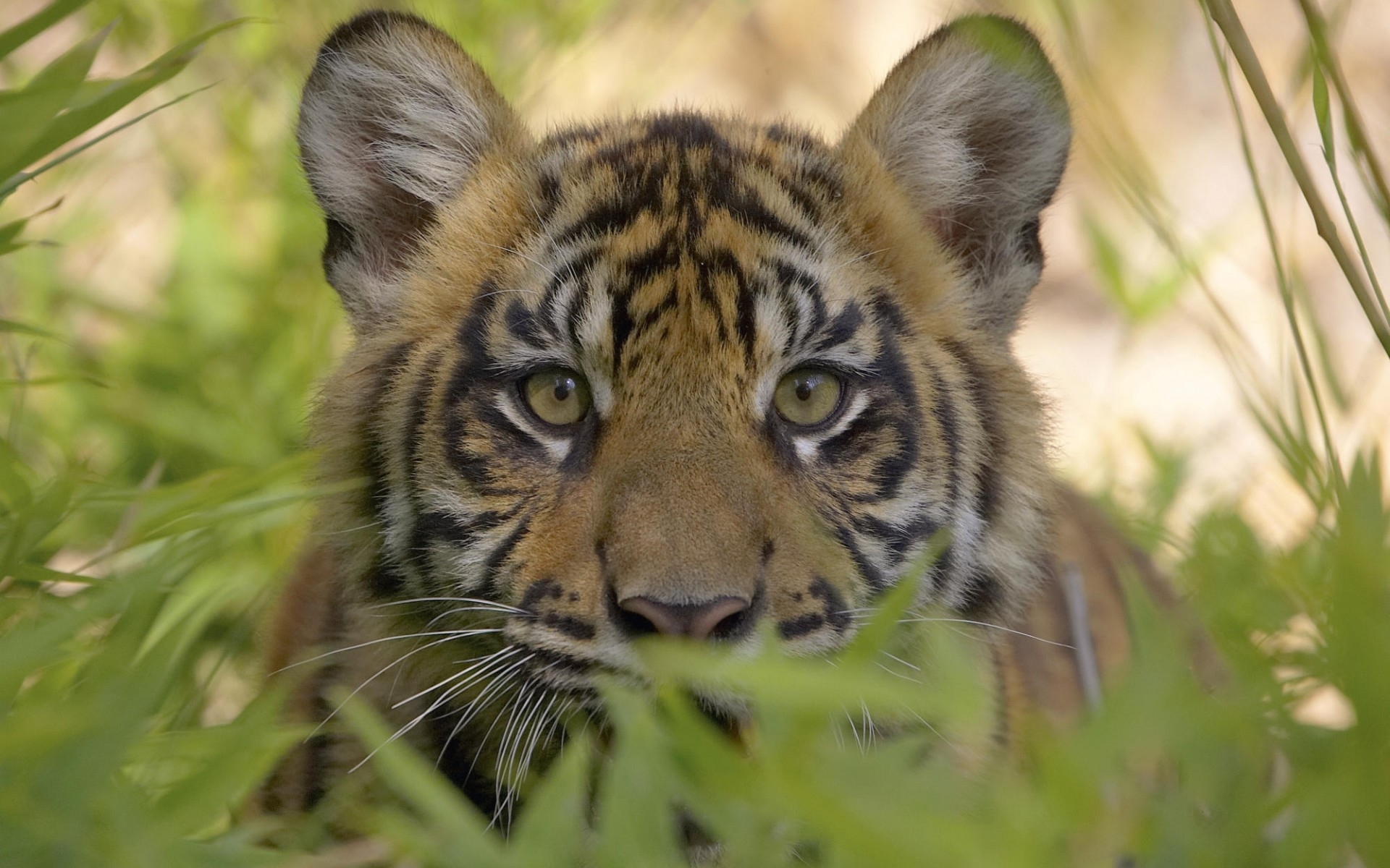 45978 Bild herunterladen tiere, tigers, gelb - Hintergrundbilder und Bildschirmschoner kostenlos