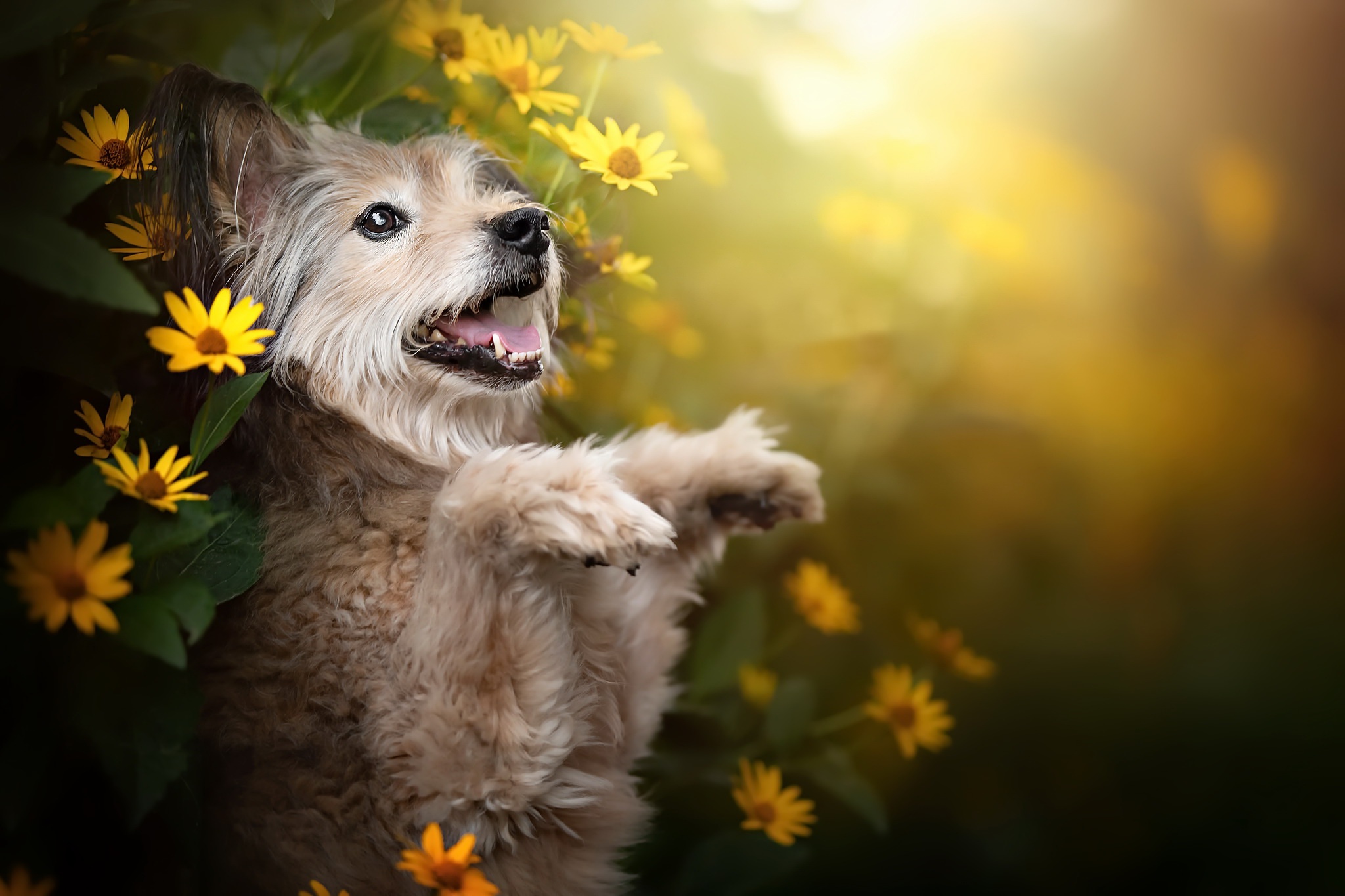 無料モバイル壁紙動物, 犬, 黄色い花をダウンロードします。