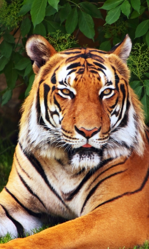 Baixar papel de parede para celular de Animais, Gatos, Tigre gratuito.