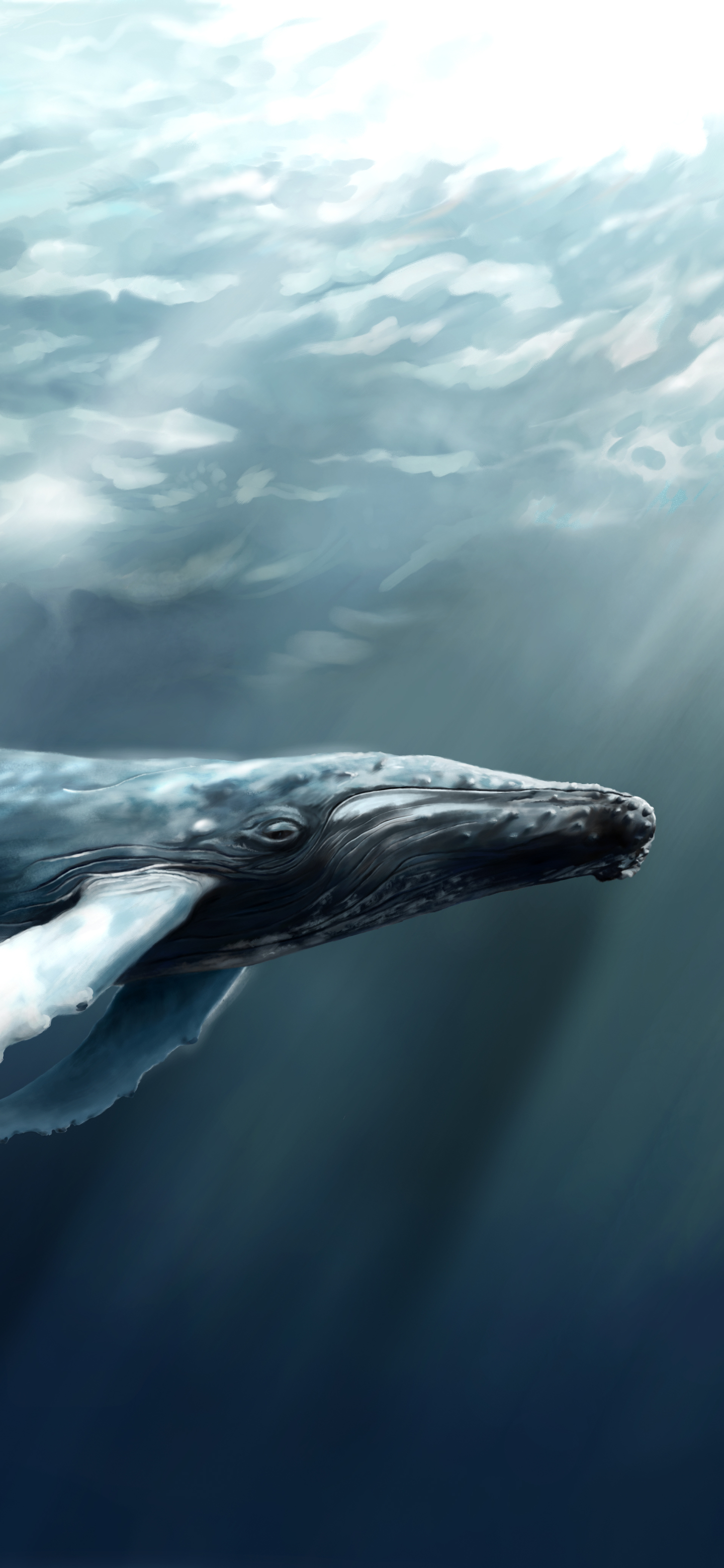humpback whale, animal, whale