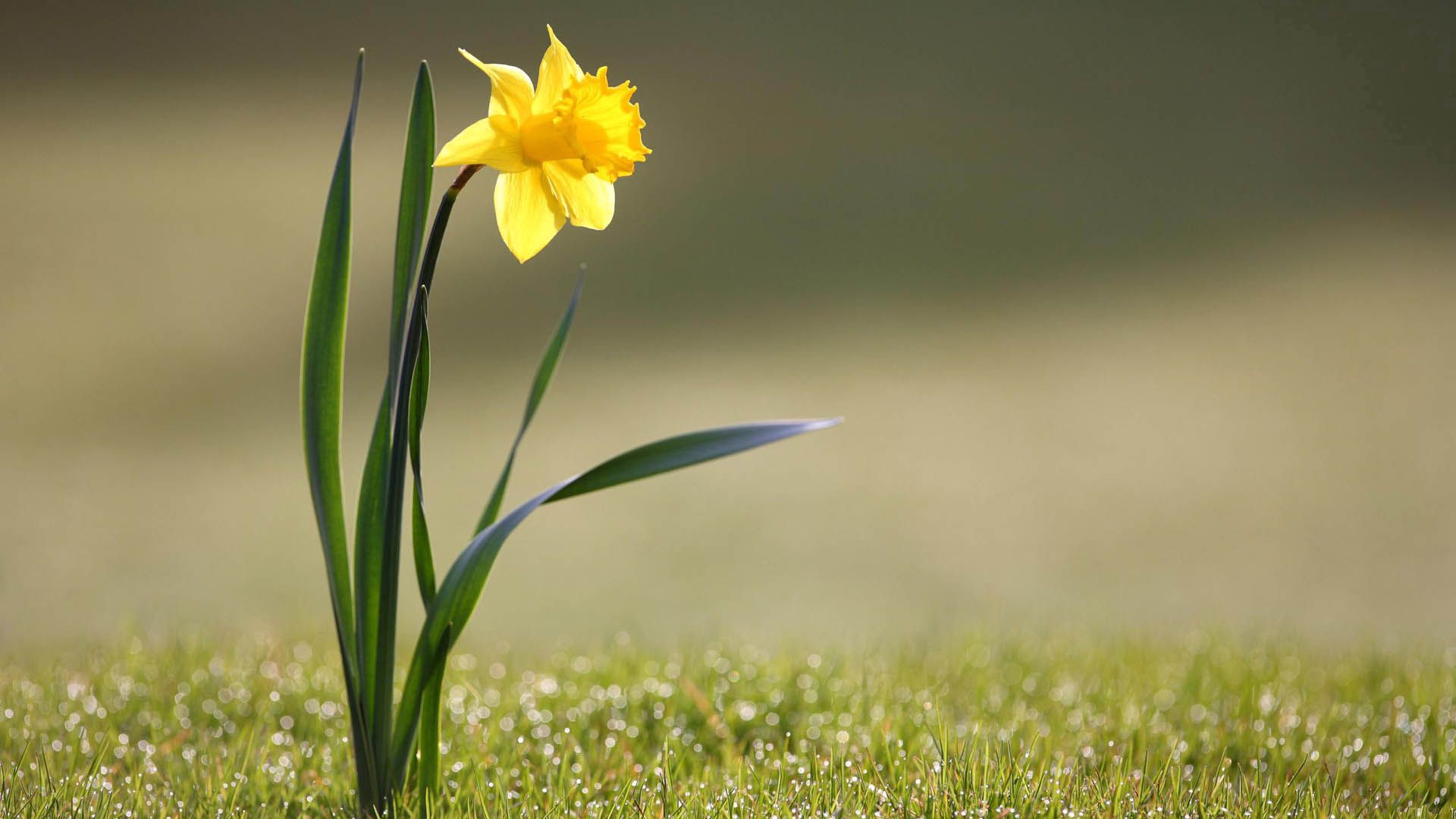 narcissus, stalk, yellow, flower, macro, stem wallpapers for tablet