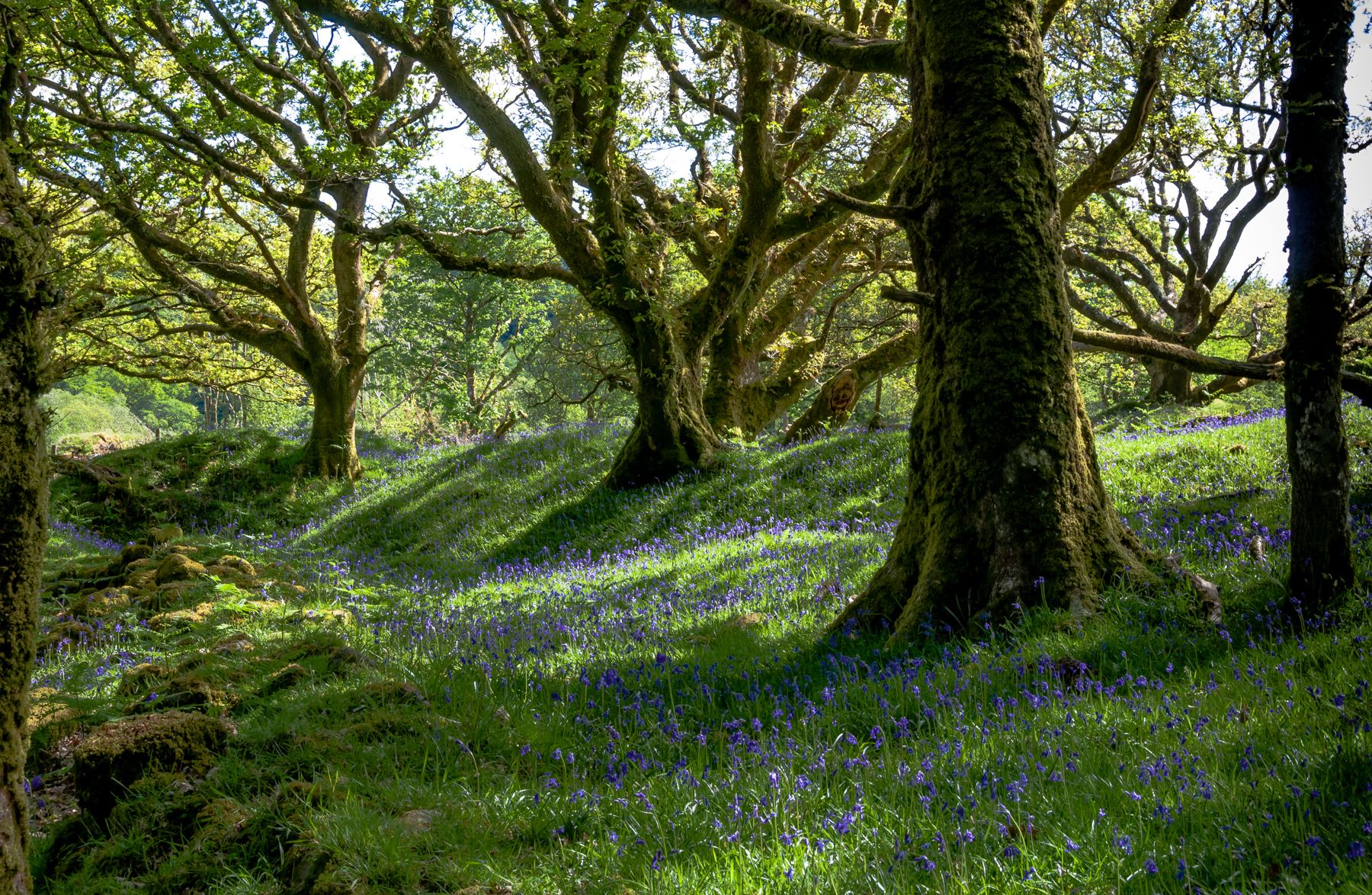 Descarga gratis la imagen Bosque, Tierra/naturaleza en el escritorio de tu PC