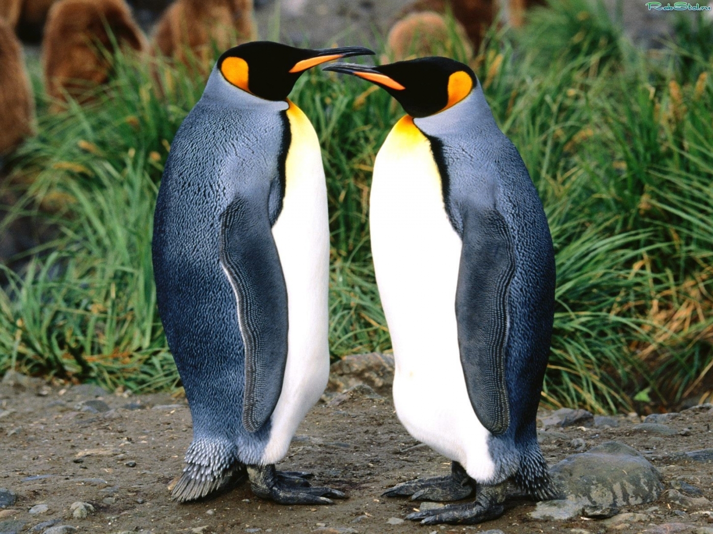 Free download wallpaper Birds, Animals, Pinguins on your PC desktop