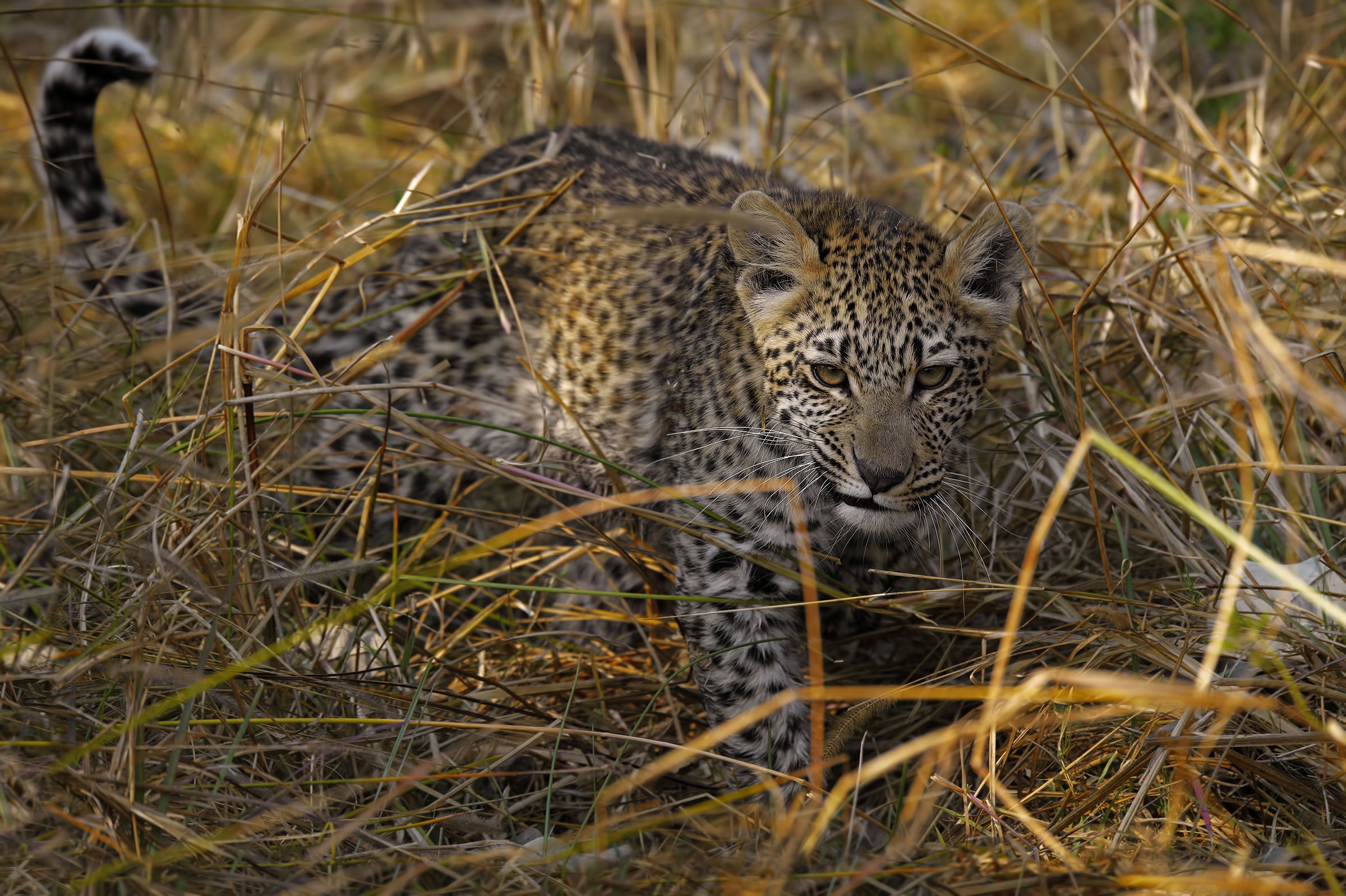 Baixar papel de parede para celular de Animais, Gatos, Leopardo gratuito.