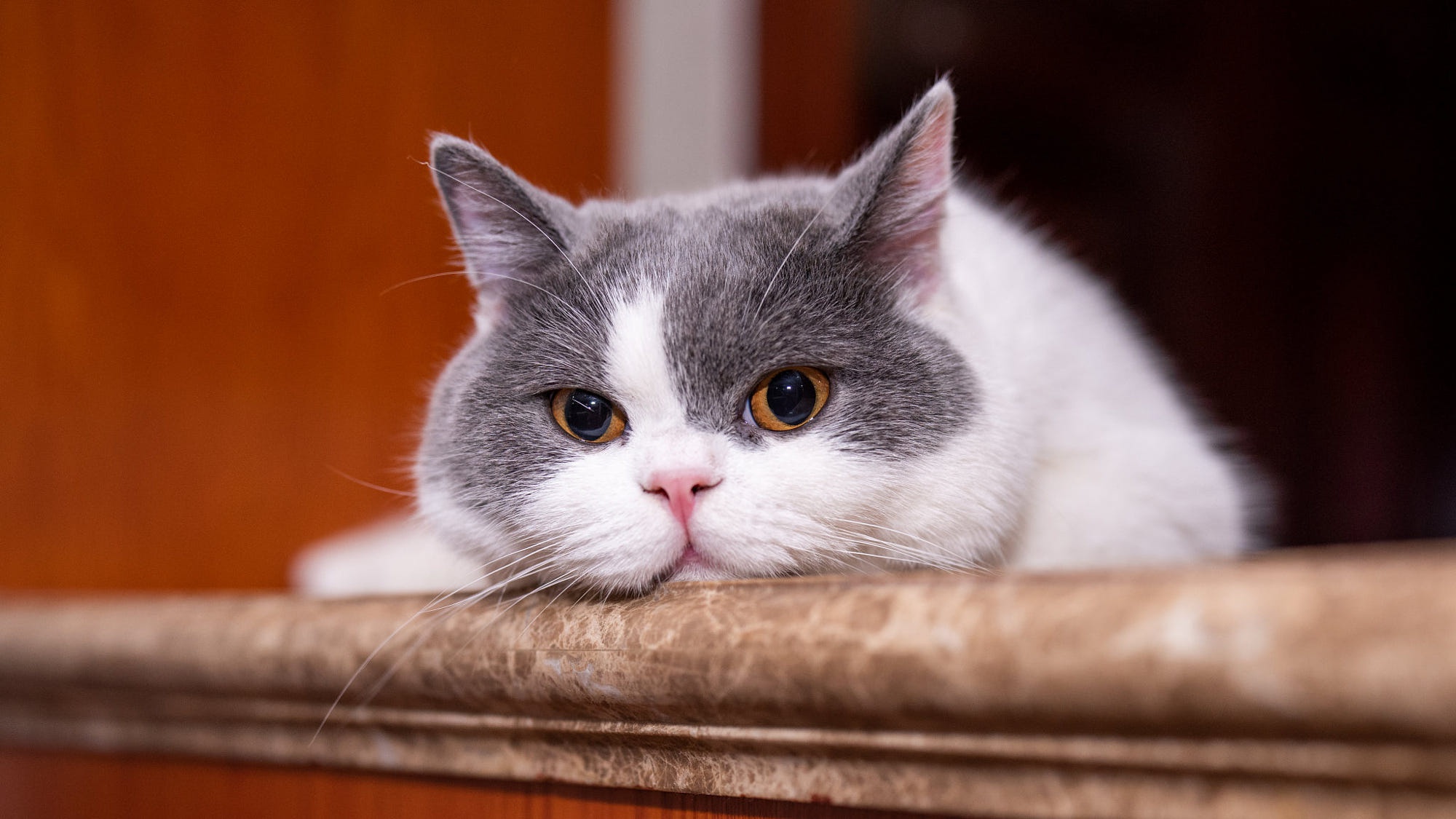 Baixe gratuitamente a imagem Animais, Gatos, Gato na área de trabalho do seu PC